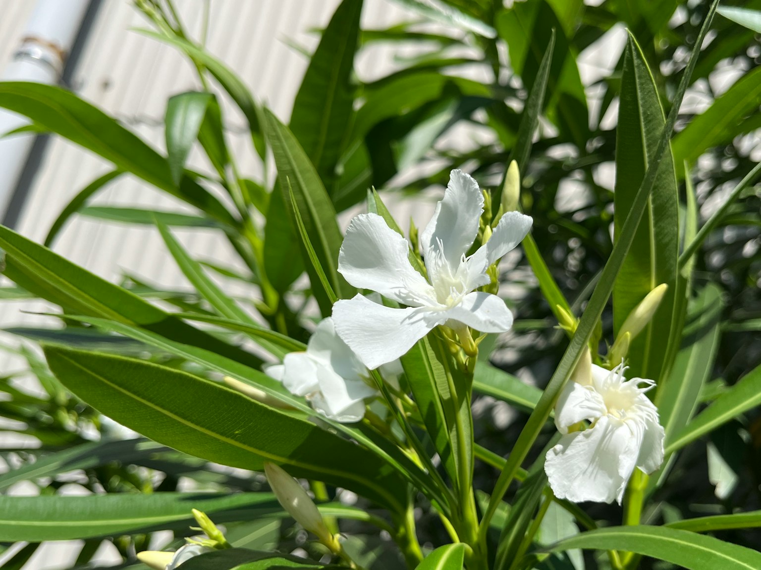 特寫白色花朵和綠色葉子的植物