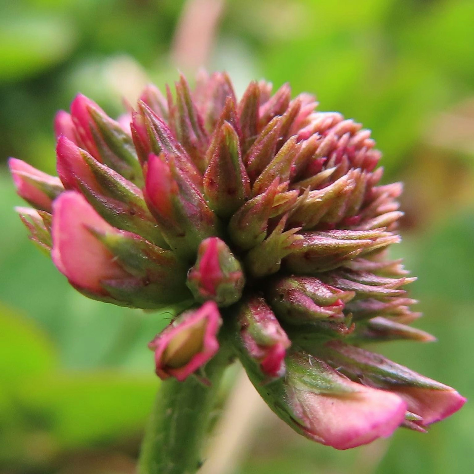 Primo piano di un bocciolo di fiore di trifoglio con tonalità rosa