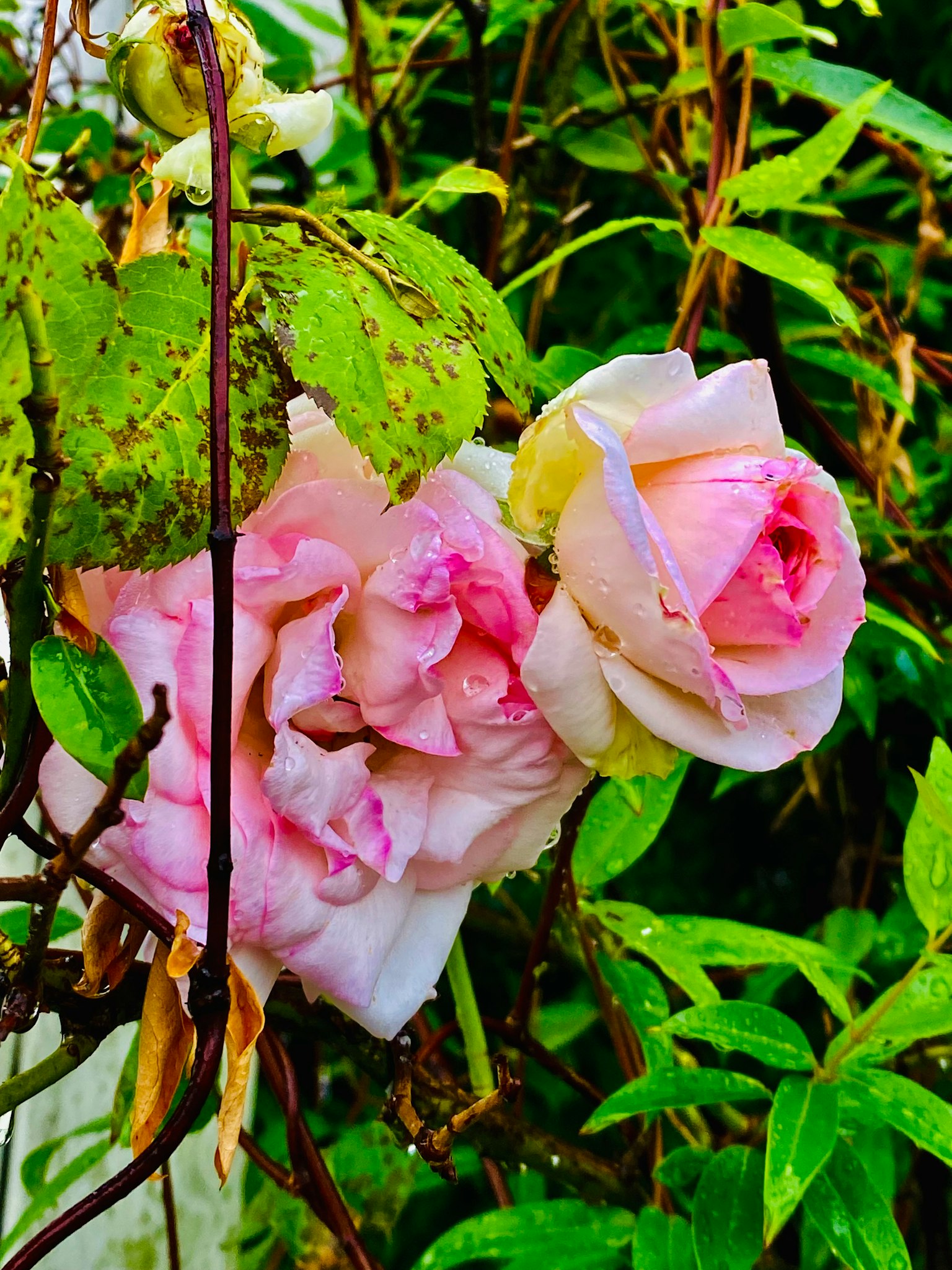 Rosas rosas rodeadas de hojas verdes