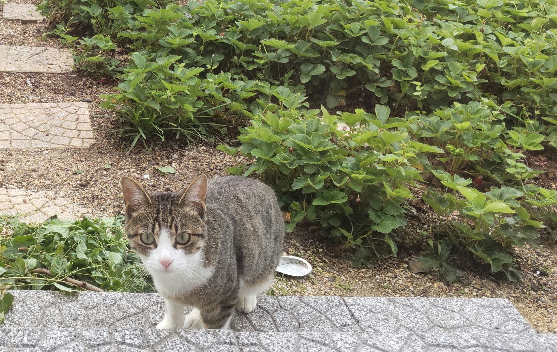 kucing duduk di samping bed tanaman, menatap tajam