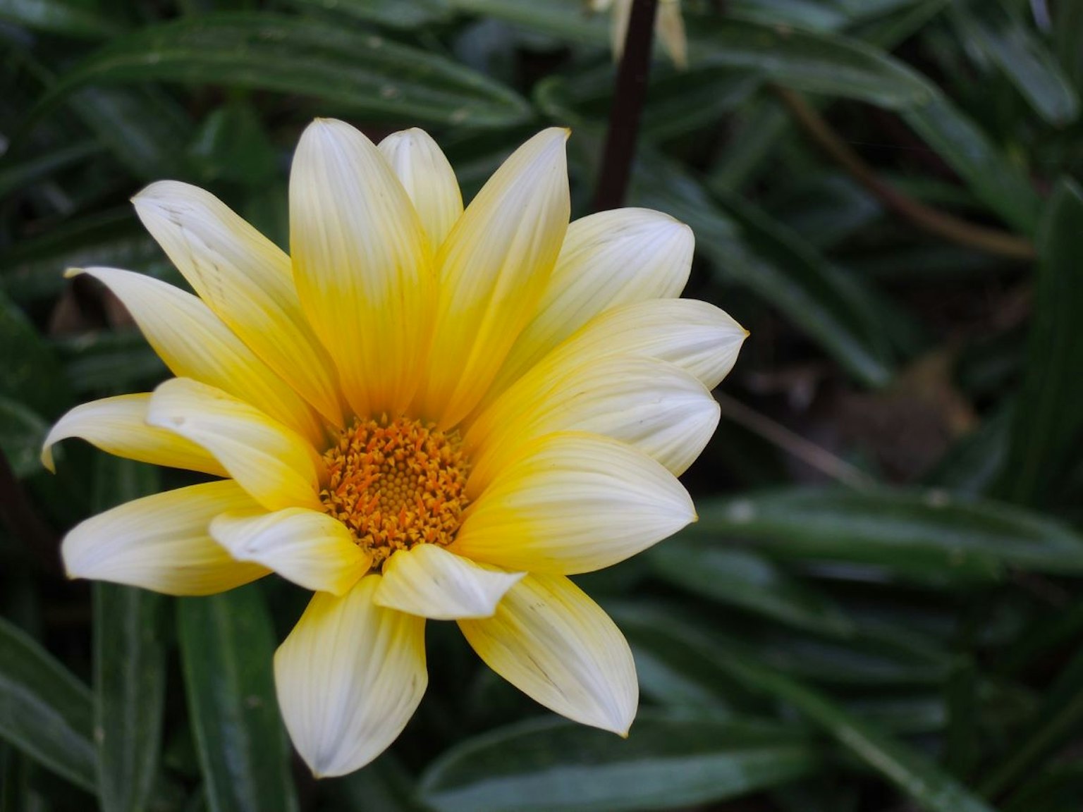 Un fiore giallo e bianco circondato da foglie verdi