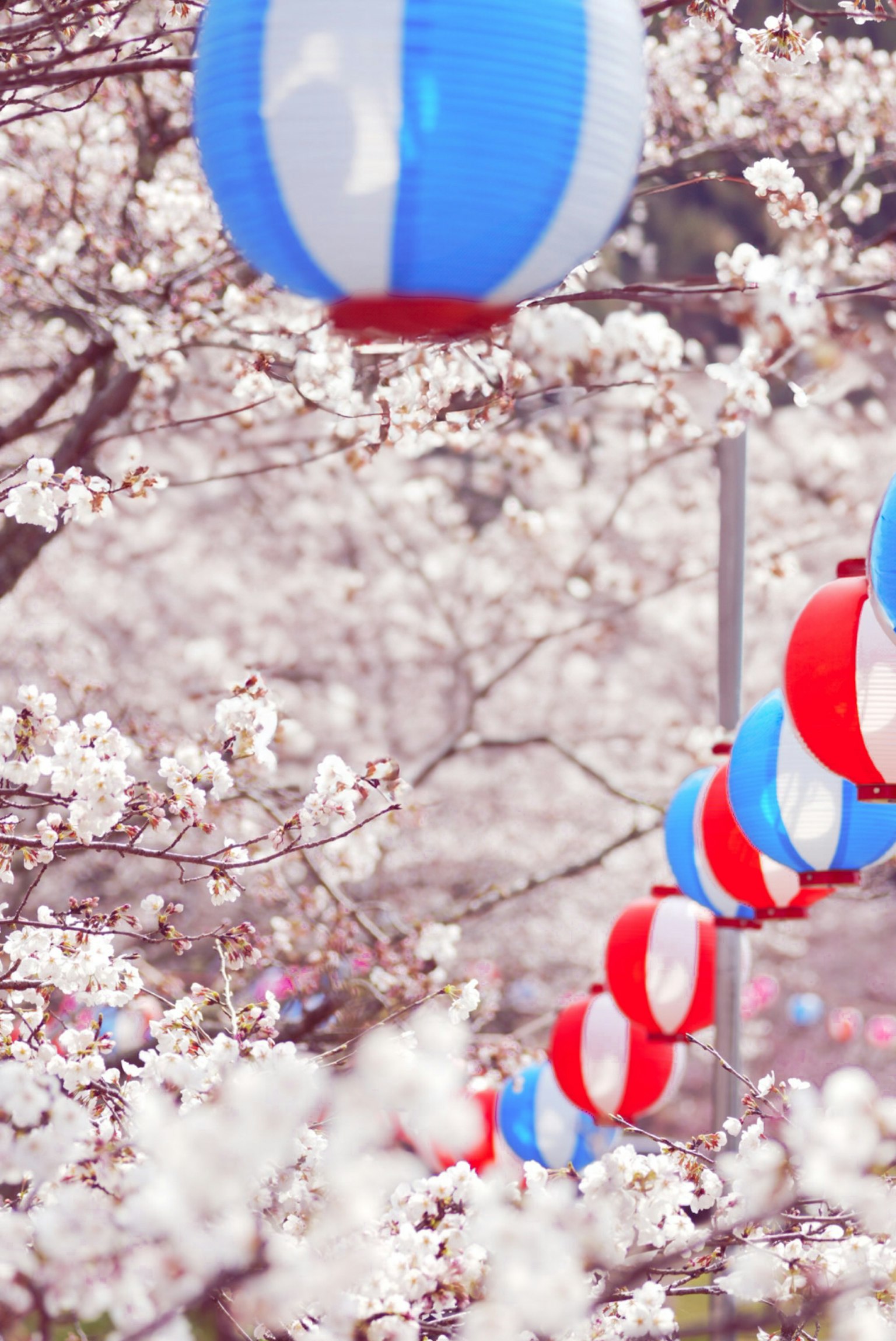 Kirschblüten mit roten und blauen Laternen im Hintergrund