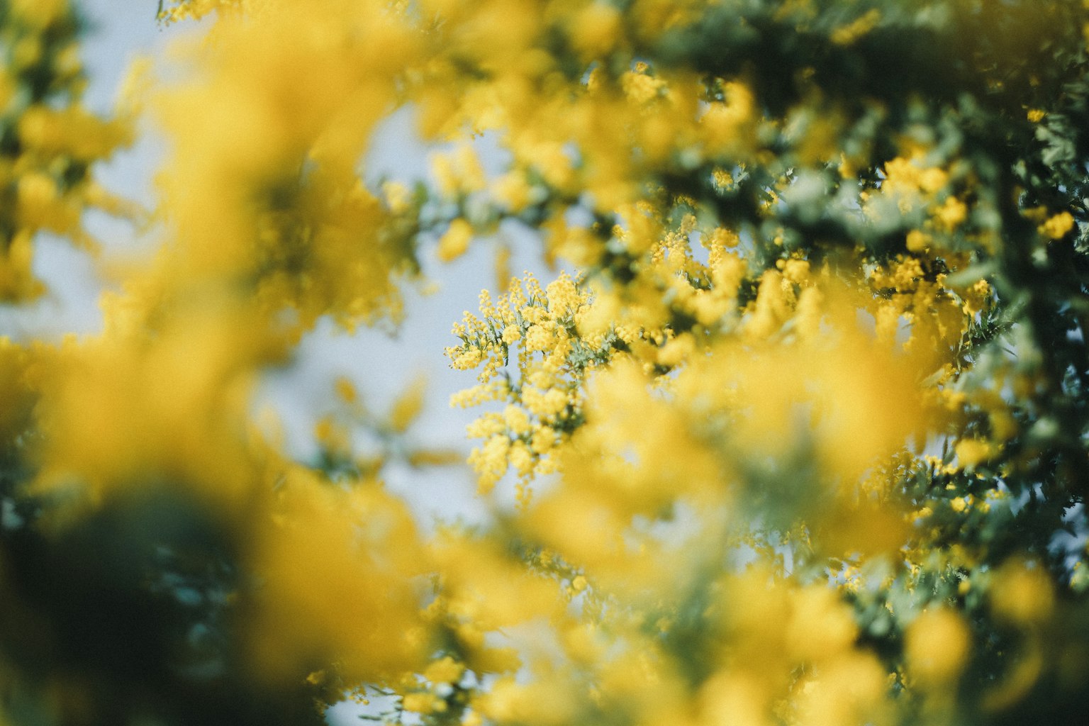 Blurred background of a tree with blooming yellow flowers