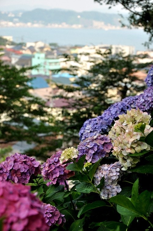 紫陽花の花と街並みを見下ろす眺望