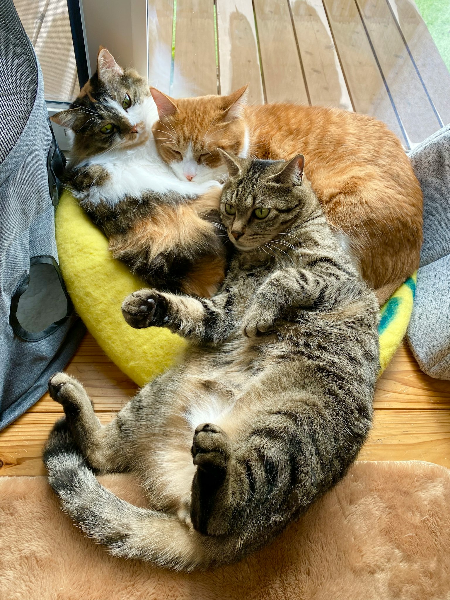 Trois chats dormant ensemble sur un lit