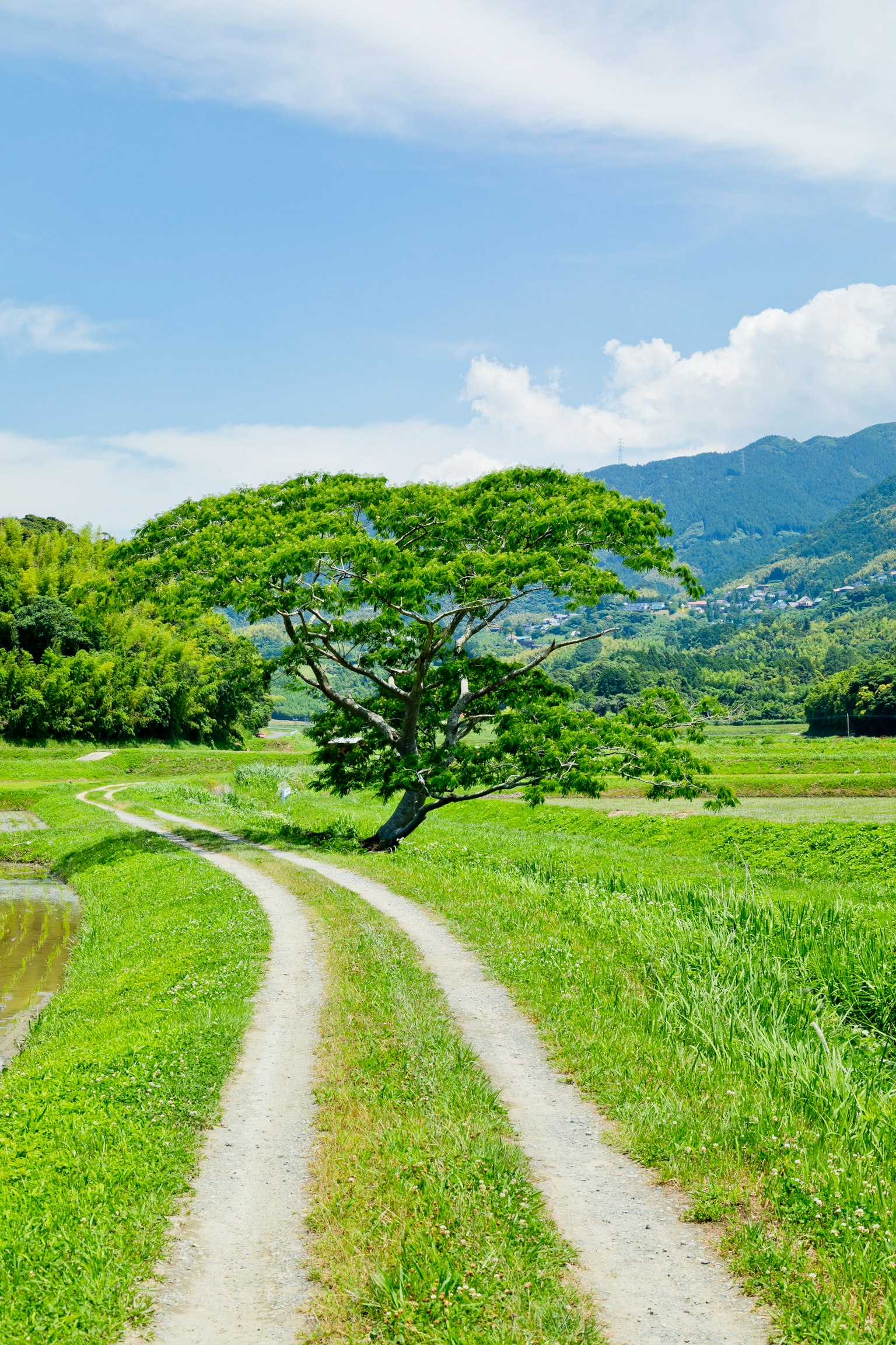Un árbol en un prado verde con un camino sinuoso