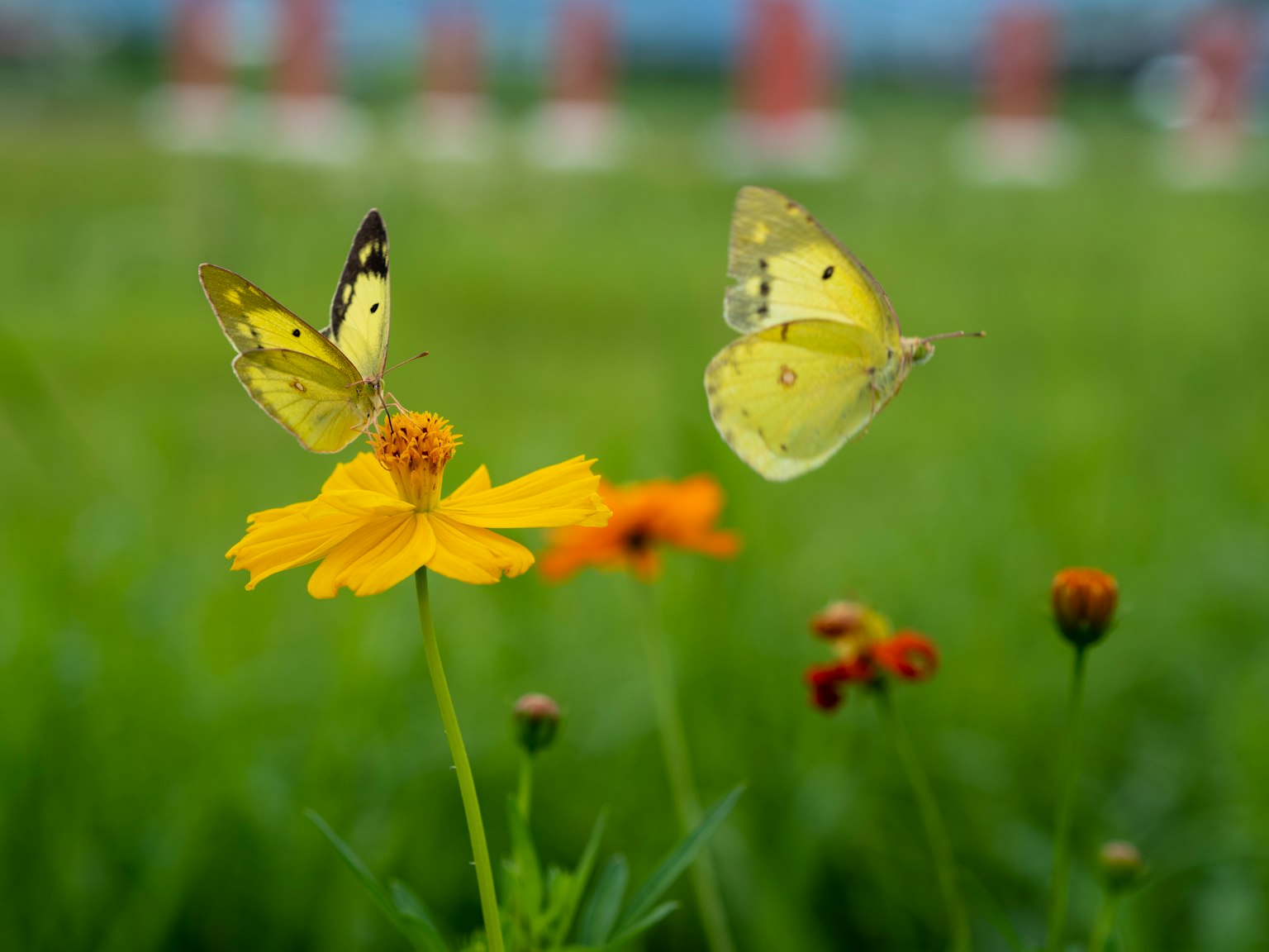 Des papillons jaunes flottant autour d'une fleur dans une prairie verte