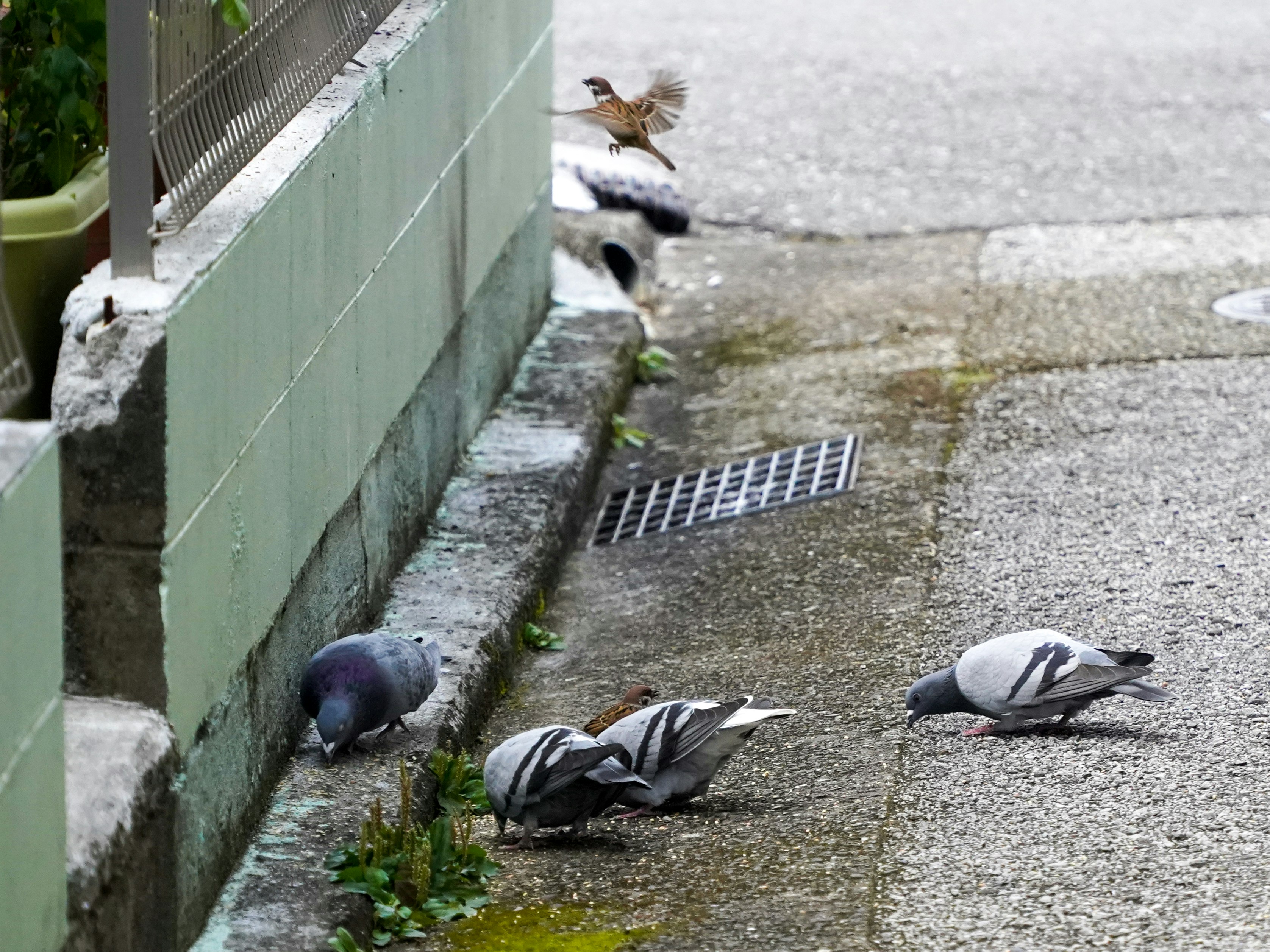 路地のコンクリート通路に集まる鳩