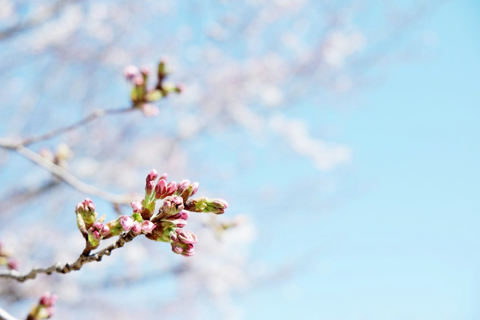 Cherry blossom buds blooming under a clear blue sky
