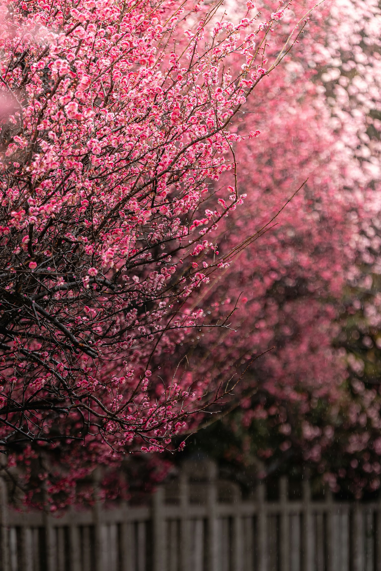 Alberi di ciliegio in fiore con fiori rosa e una recinzione in legno