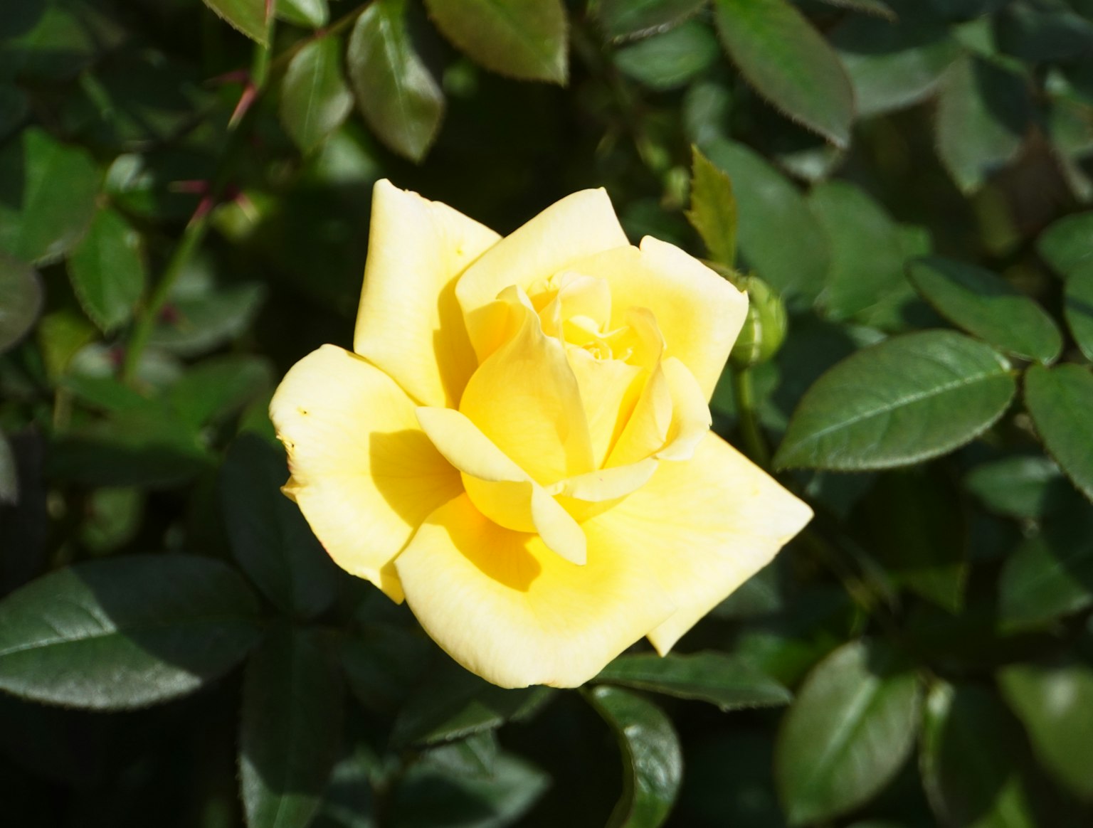 Eine leuchtend gelbe Rose umgeben von grünen Blättern