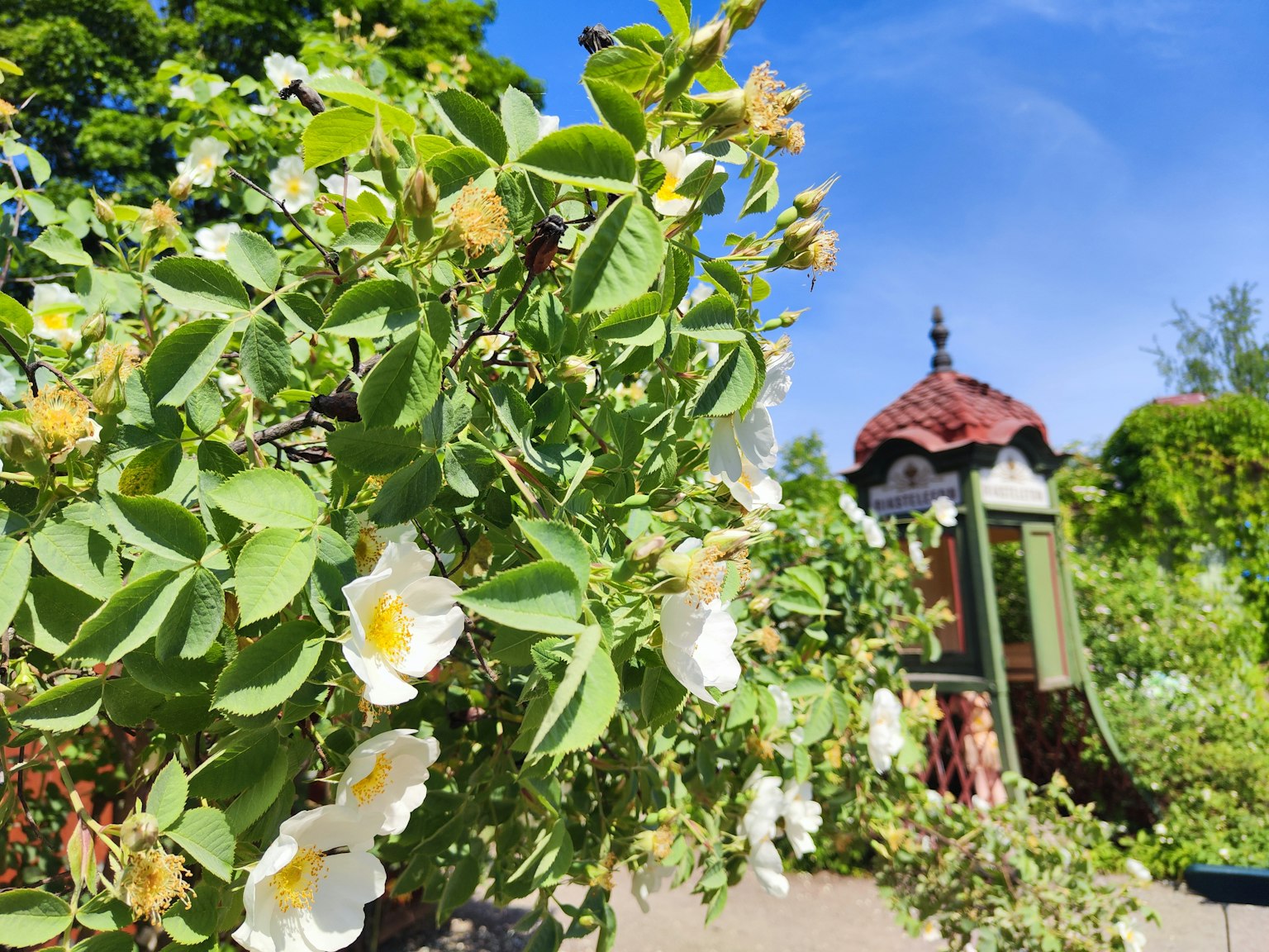 Üppiger Garten mit blühenden weißen Blumen und blauem Himmel im Hintergrund