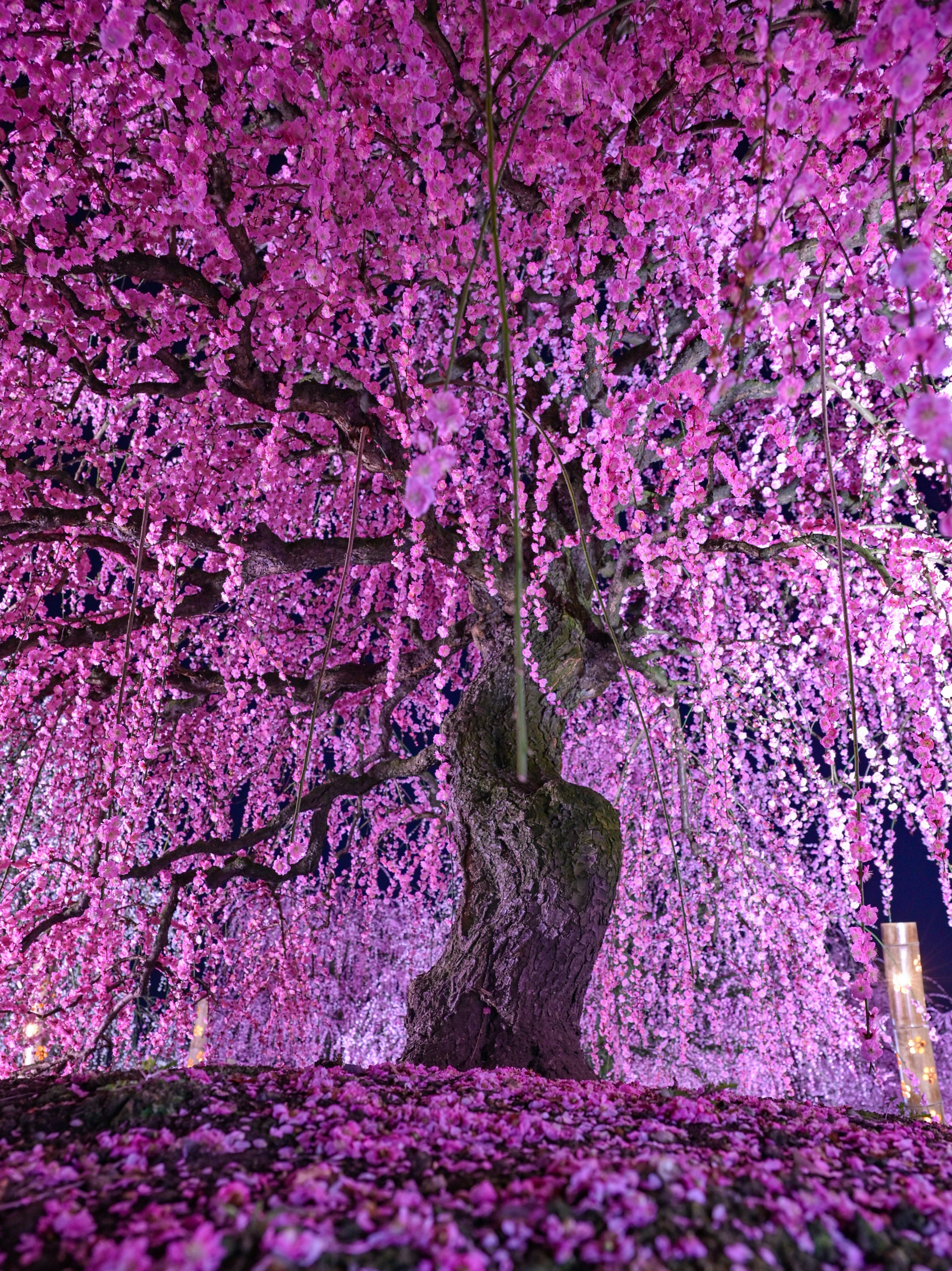 しだれ梅の花が咲く庭園の梅の木