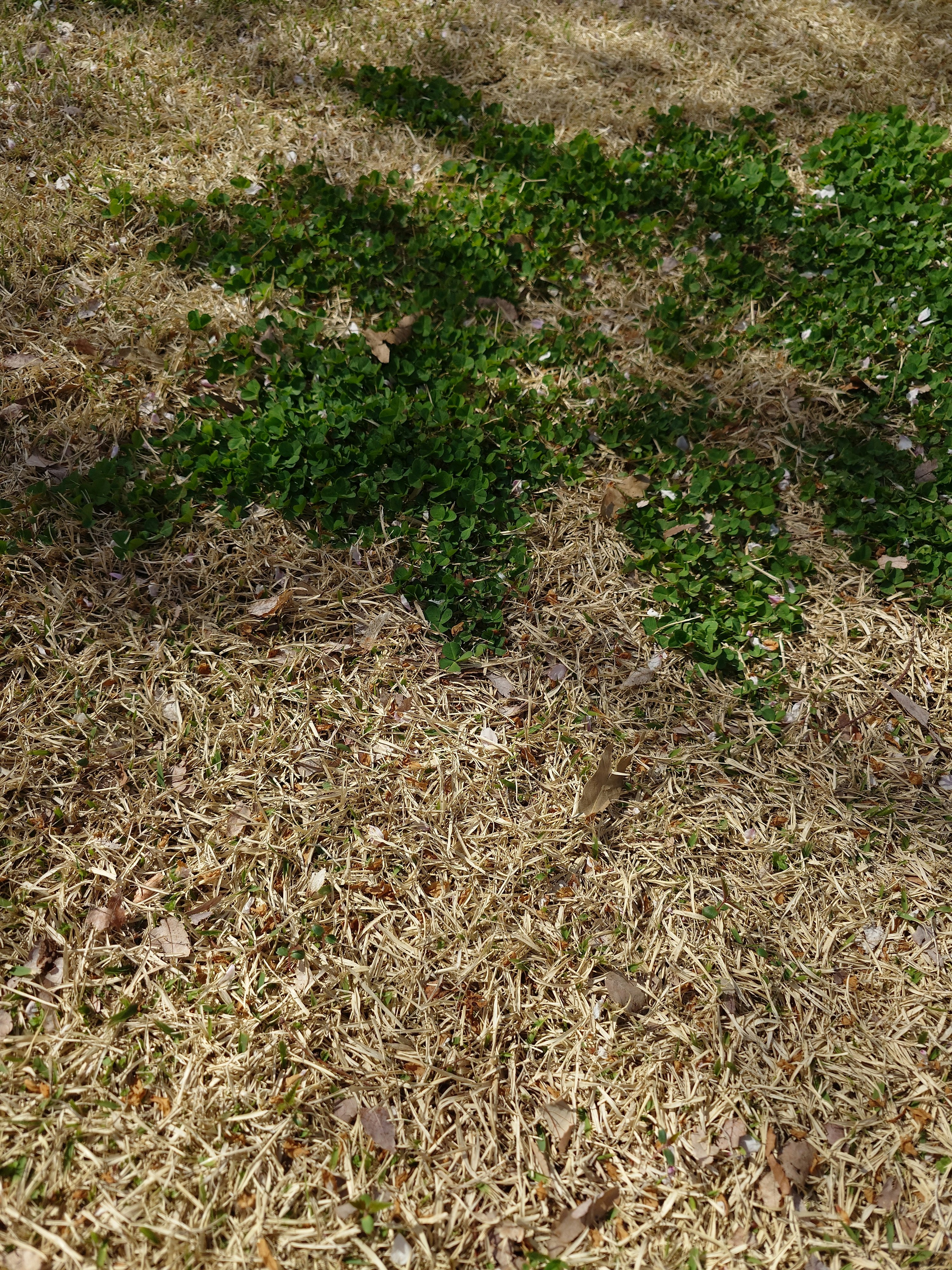 erba verde che cresce tra un prato secco