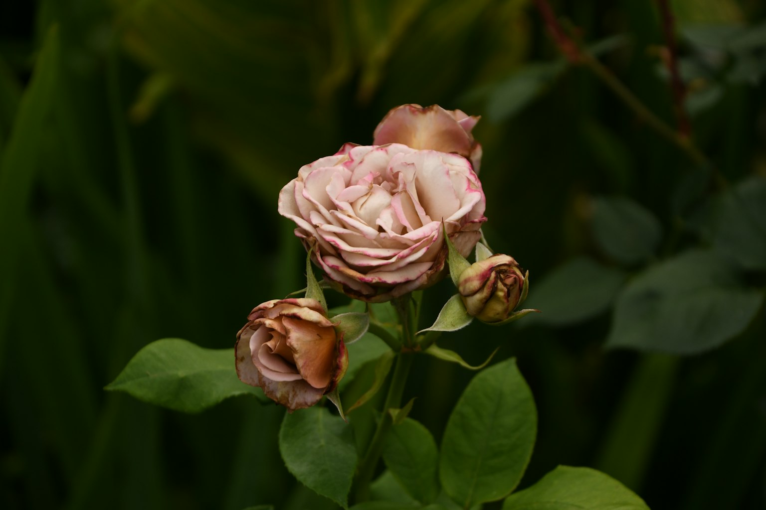 Un bouquet de roses roses pâles entouré de feuilles vertes