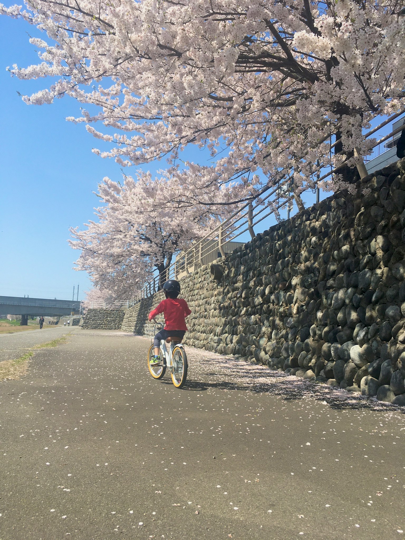 Trẻ em đi xe đạp dưới cây anh đào với bầu trời xanh và tường đá