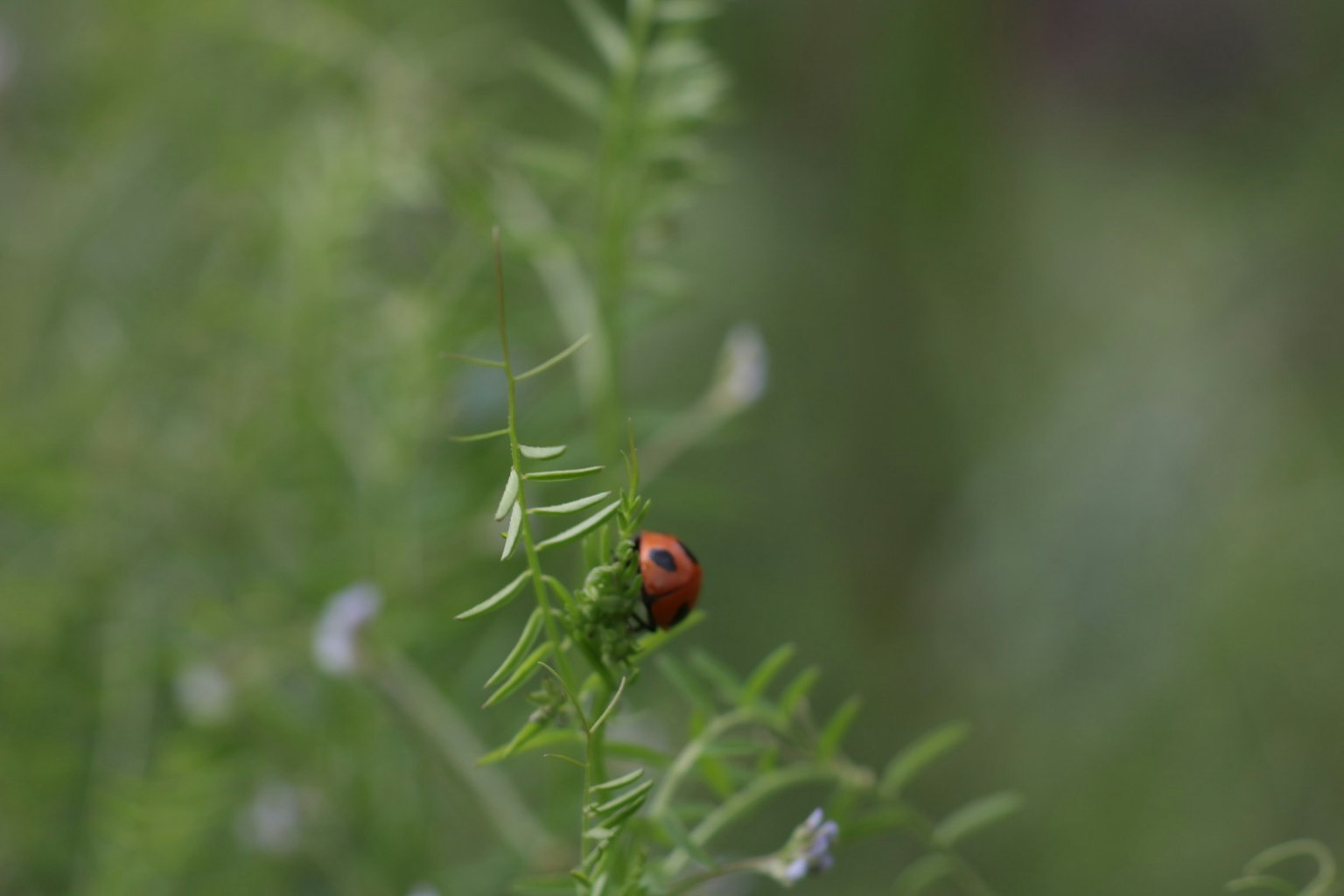 A red ladybug on green leaves