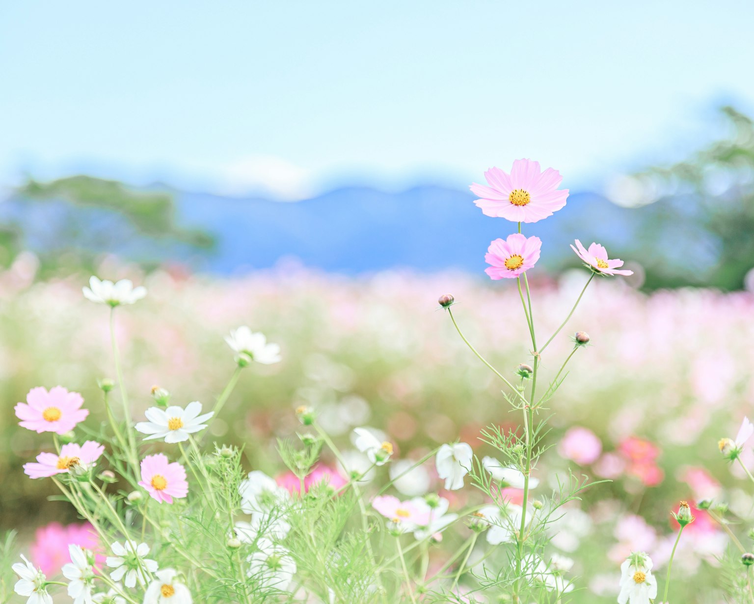 Colorful flowers blooming in a landscape with a blue sky and mountains in the background
