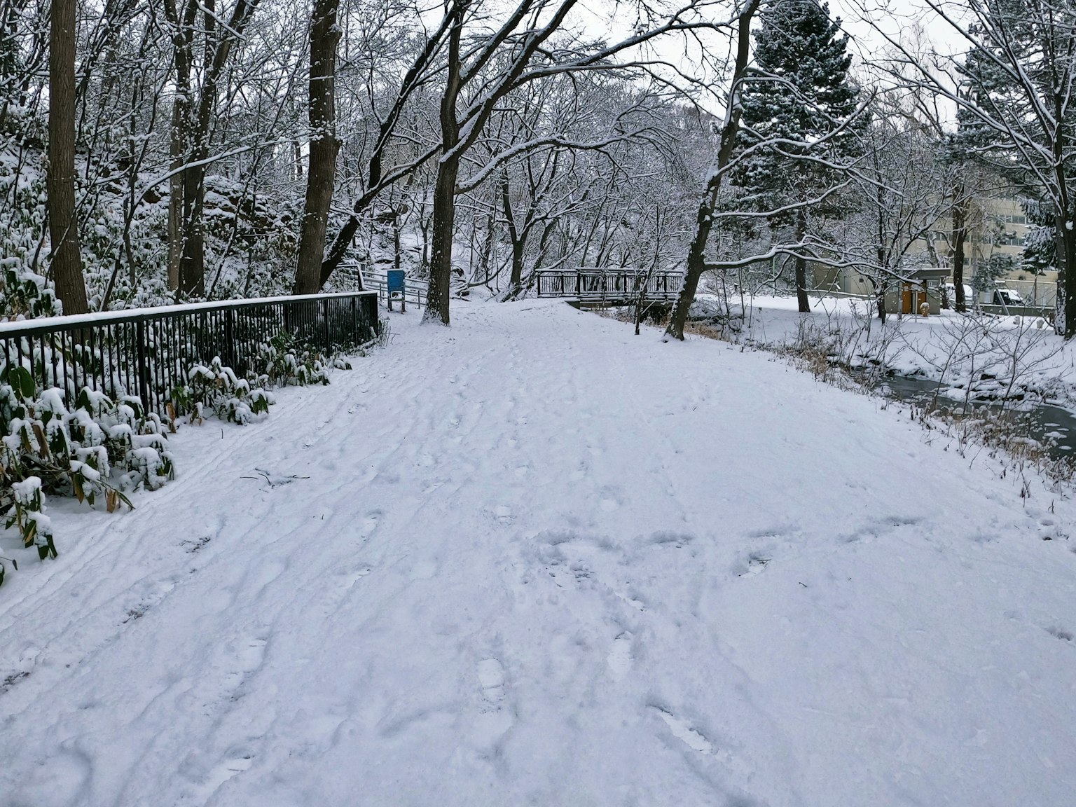 被雪覆蓋的小路，兩側有樹木