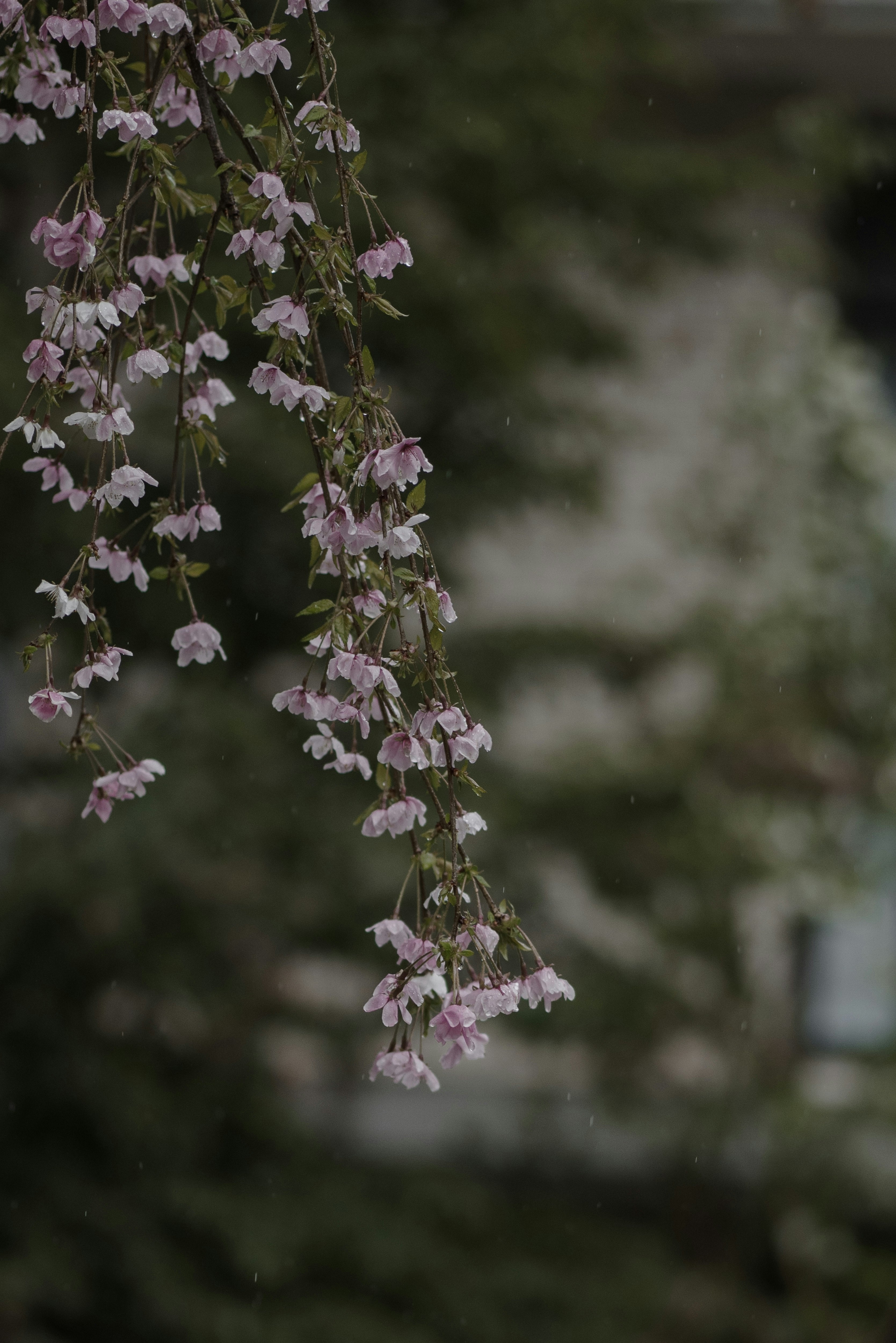 雨に濡れる枝垂れ桜の花房