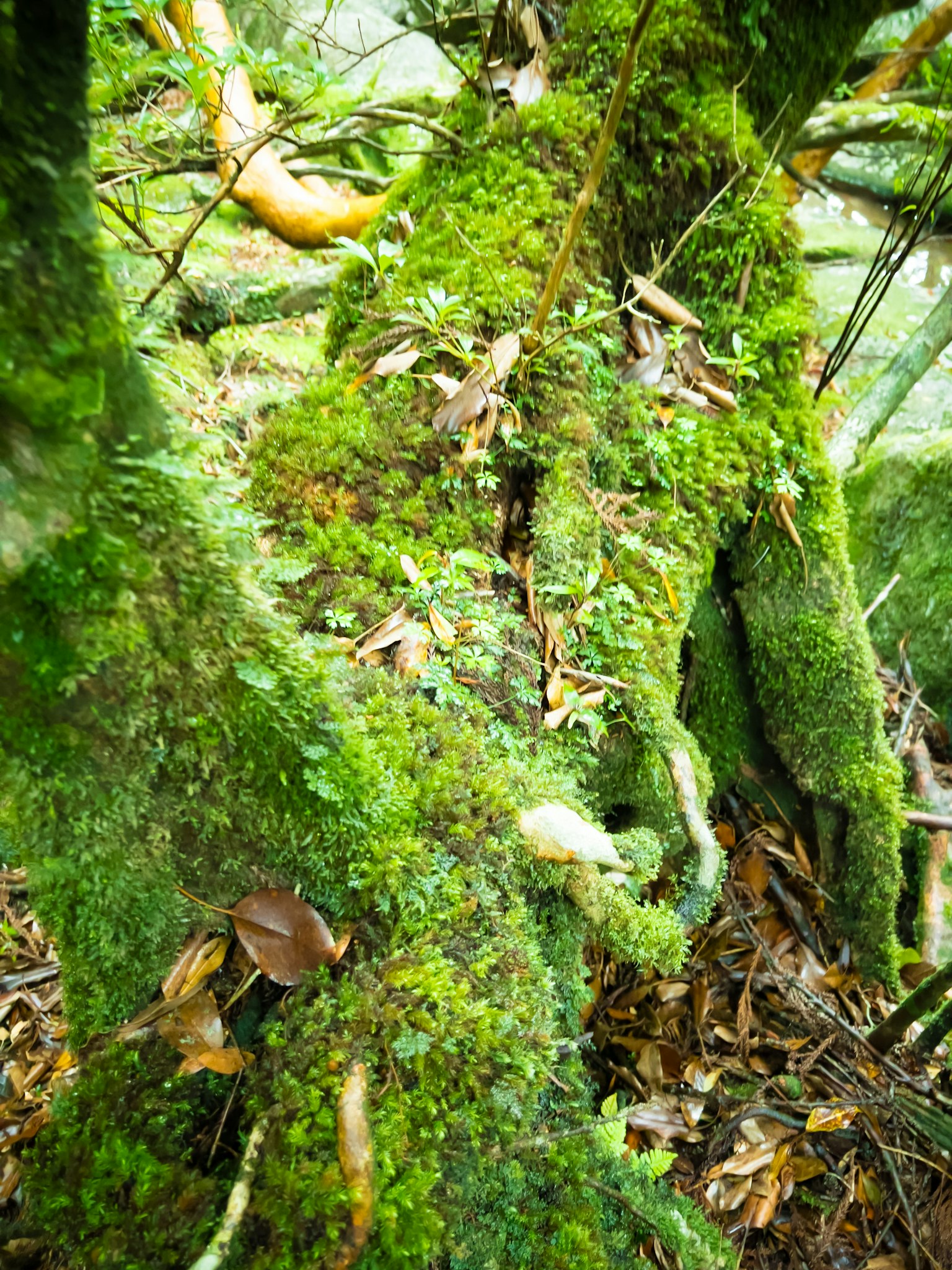 覆蓋苔蘚的樹根和周圍自然元素