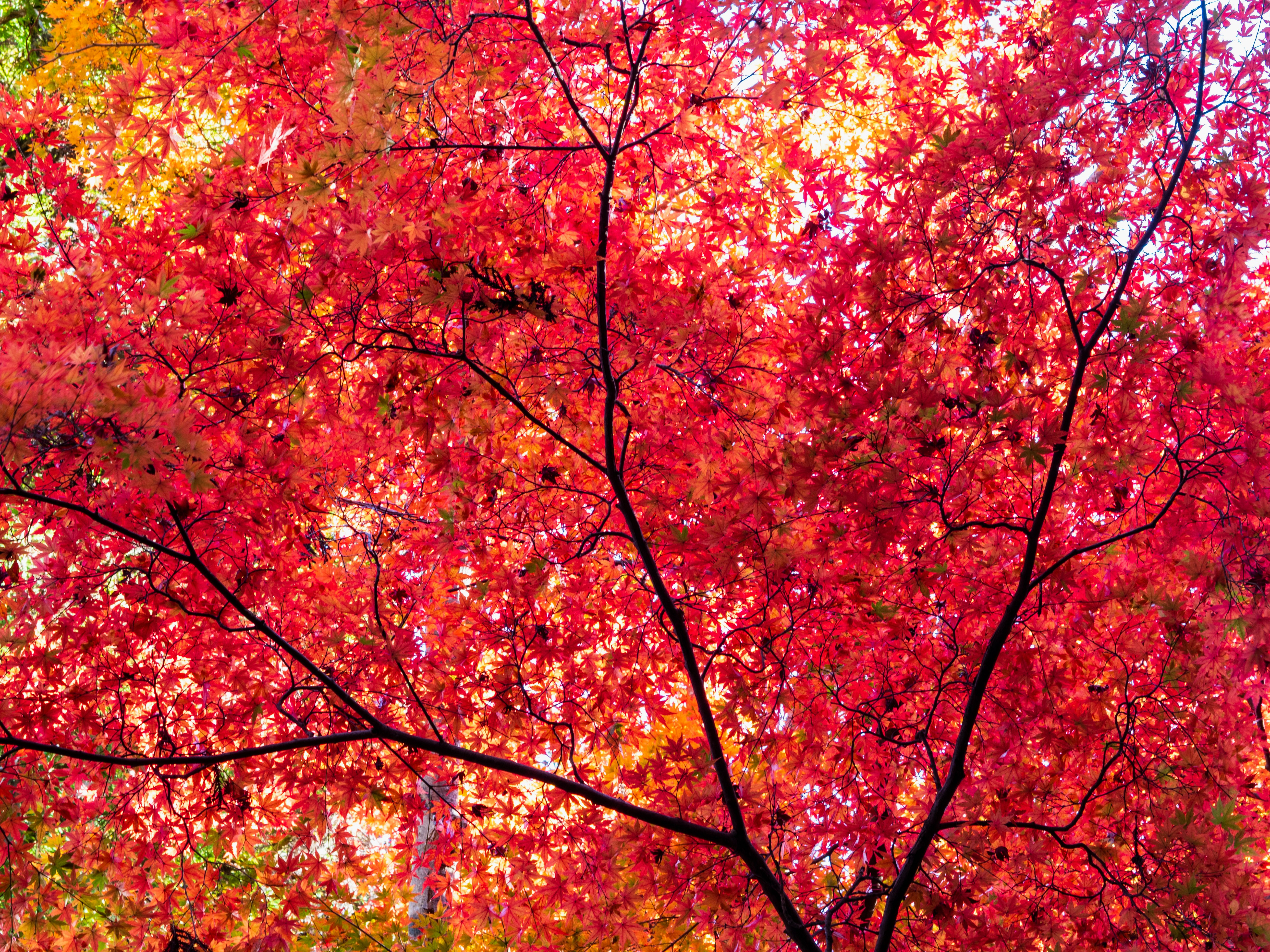 Primer plano de una rama de árbol con hojas rojas vibrantes