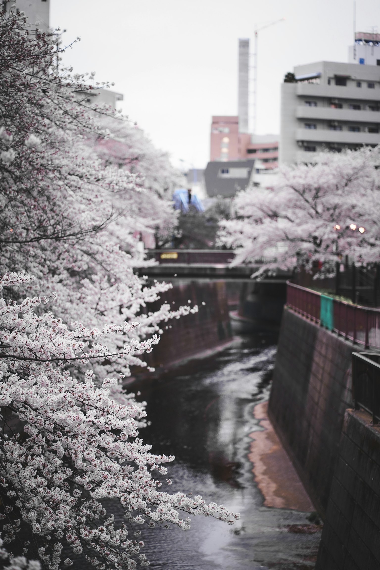 Pemandangan indah pohon sakura di tepi sungai dengan jembatan dan gedung di latar belakang