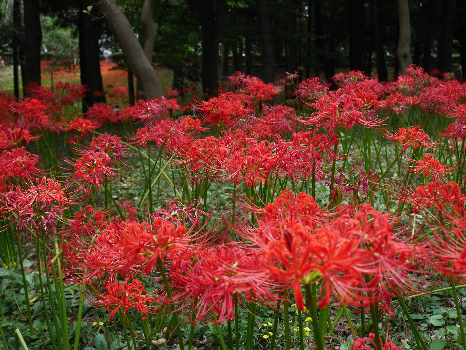 Ladang bunga spider lily merah yang hidup dikelilingi pohon