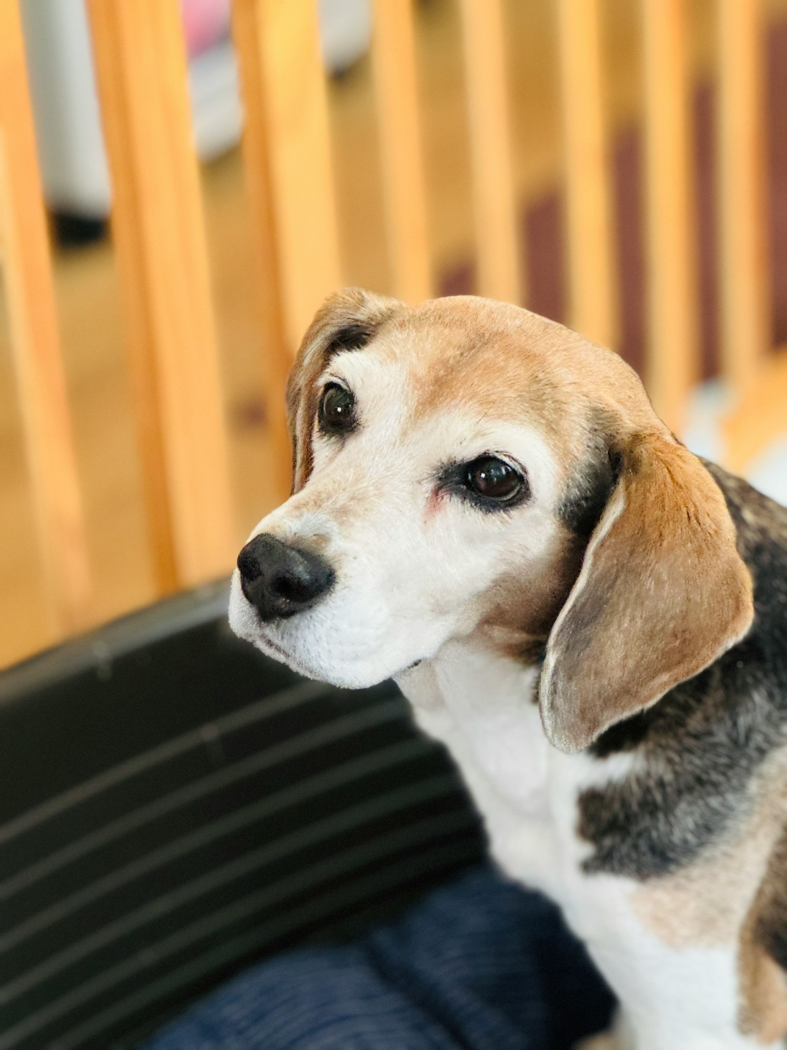 Un chien beagle regardant doucement l'objectif