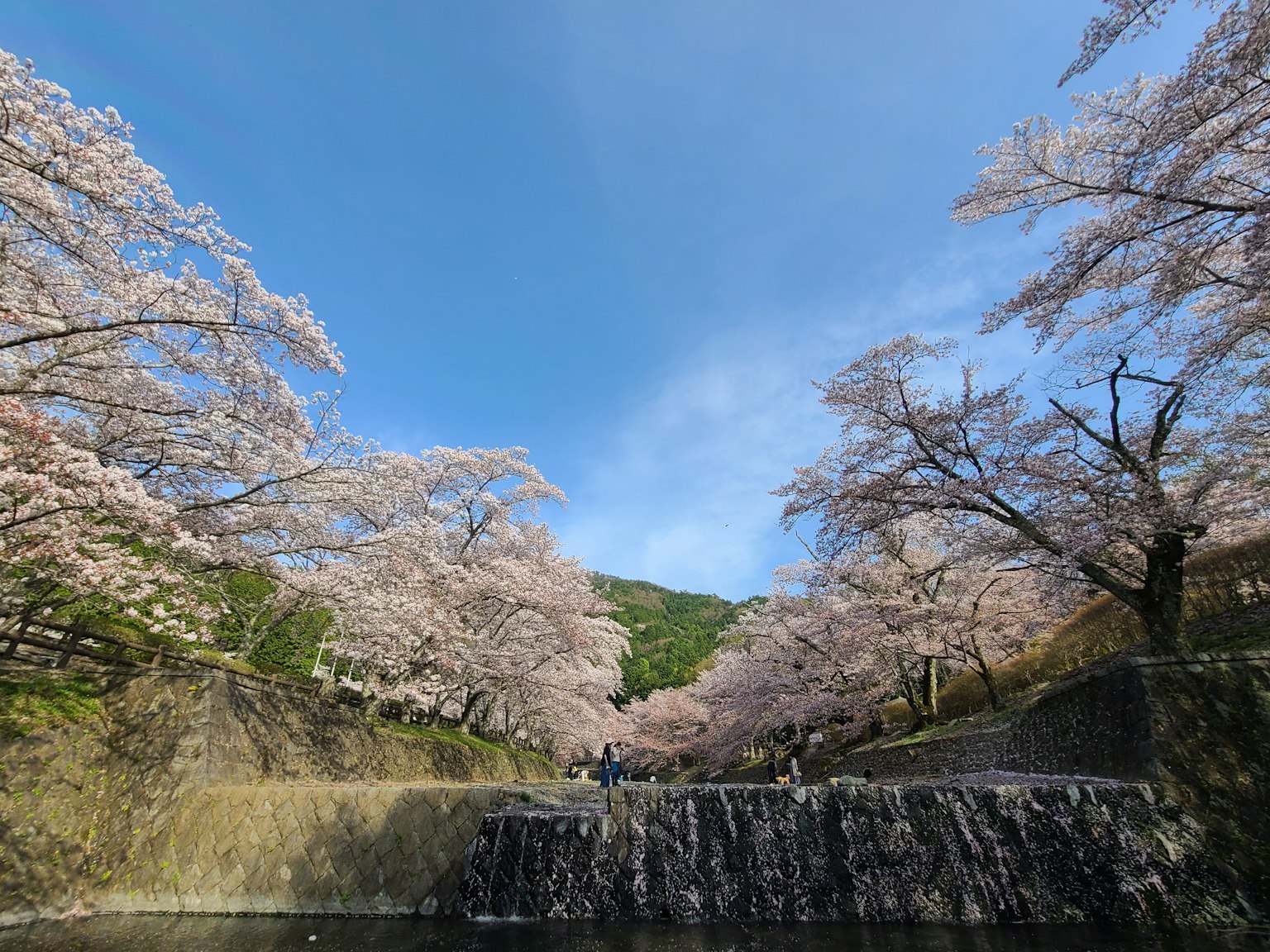 Des cerisiers en fleurs bordant une rivière sous un ciel bleu