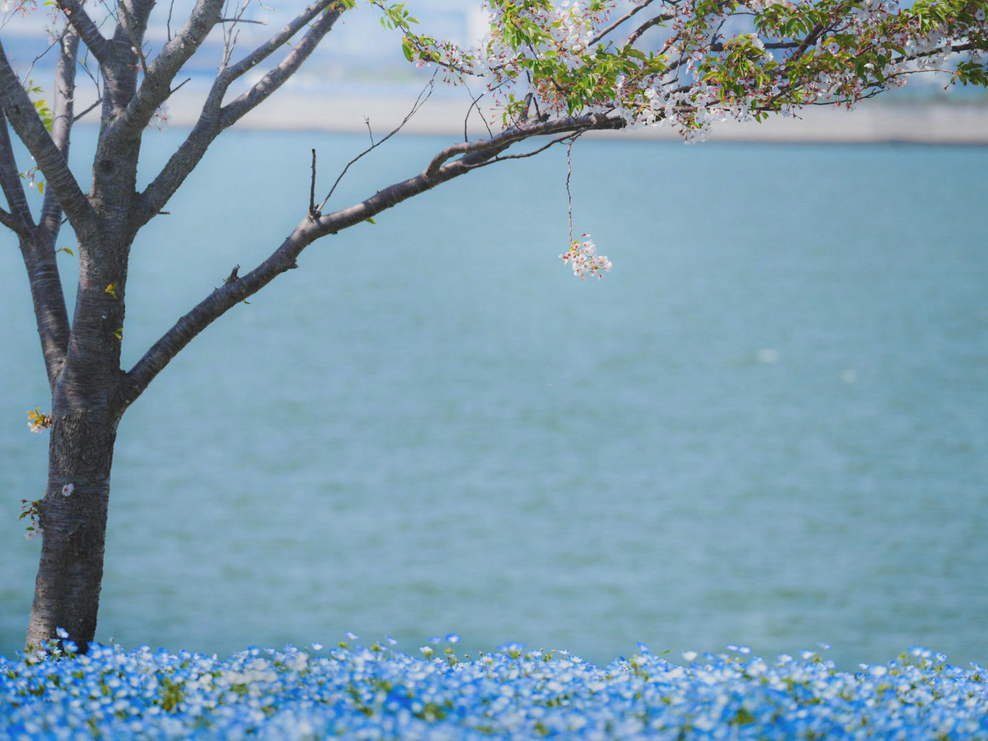 海辺のネモフィラと桜の花の塊が揺れる景色