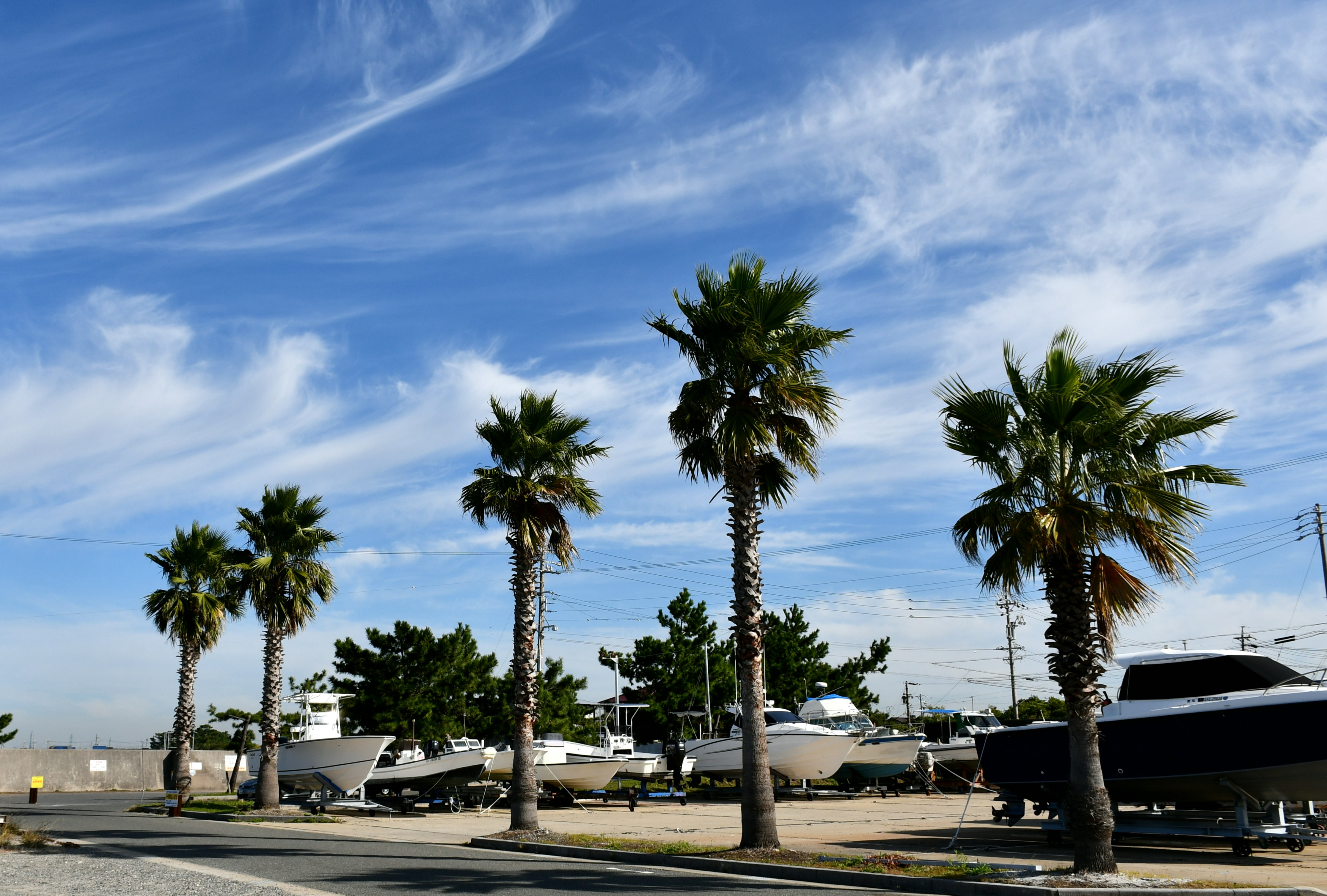 palm trees lining a marina with boats