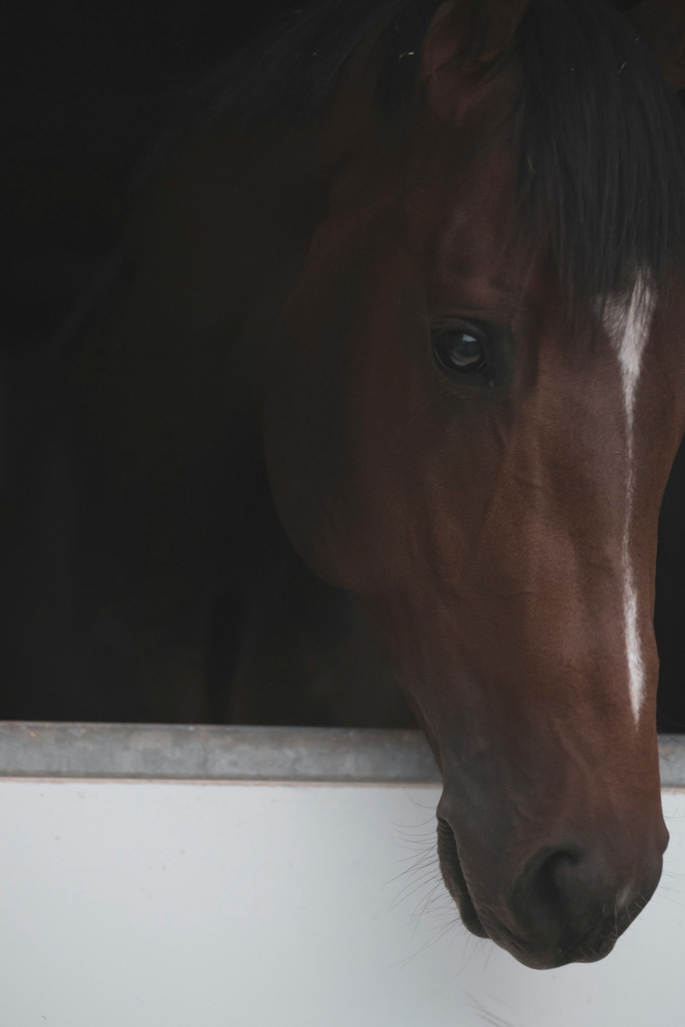 close-up of a horse’s face against a dark background