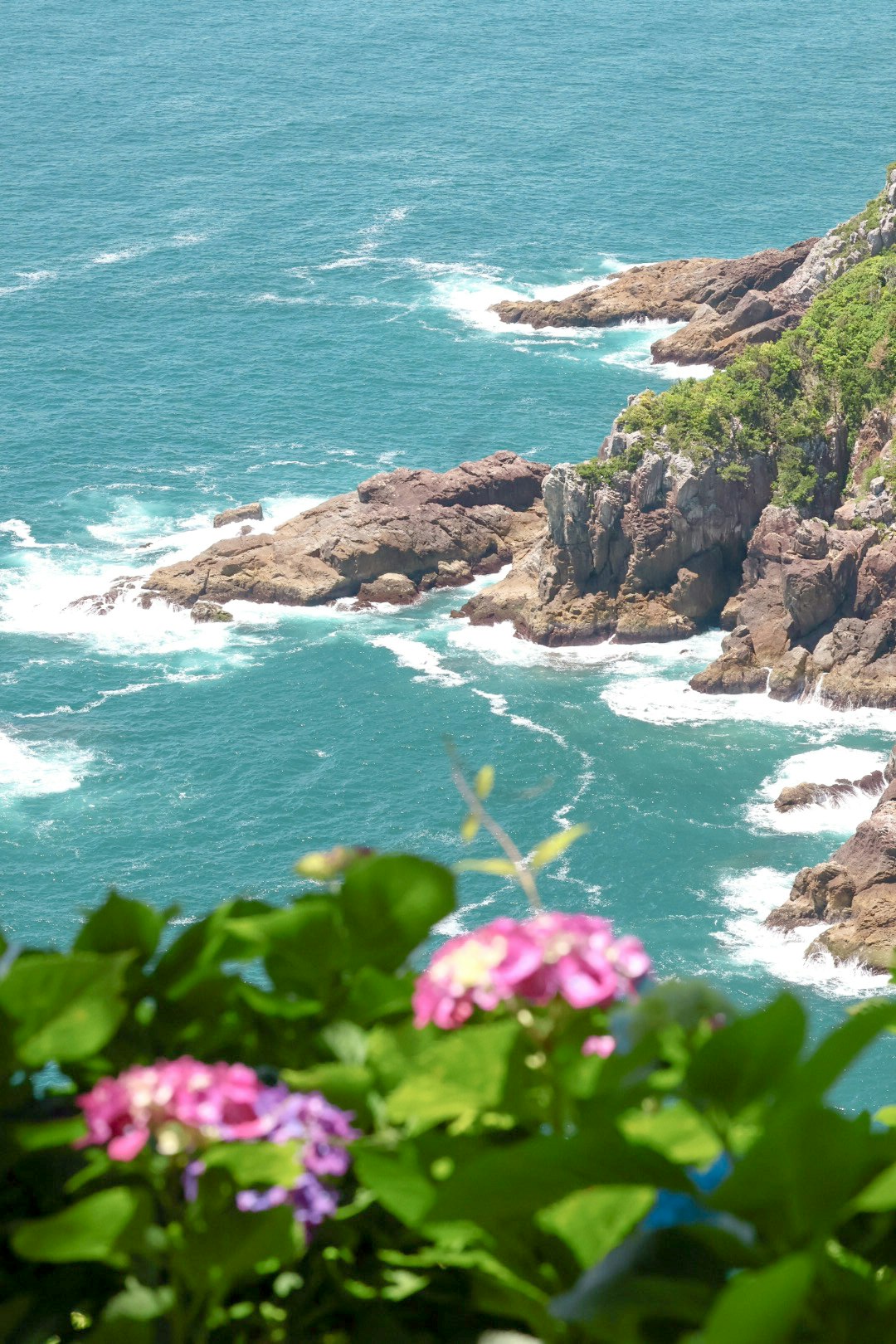 海岸の岩場と青い海、花が手前に咲く景色