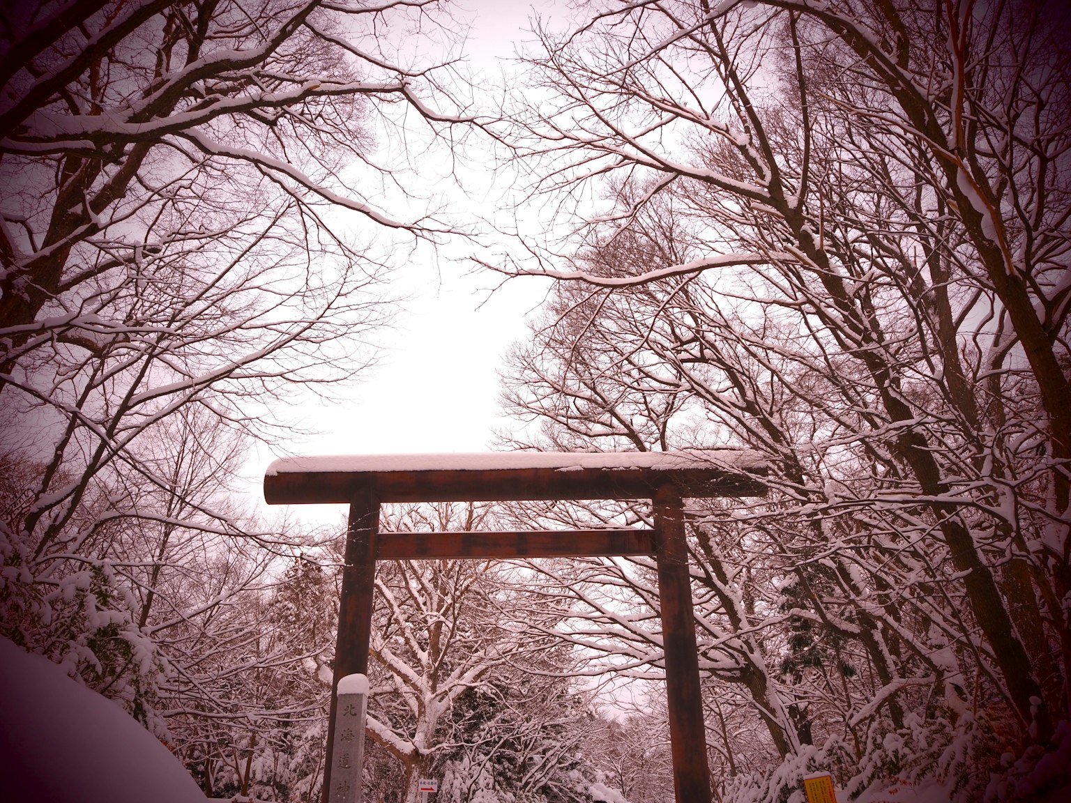 被雪覆盖的鸟居和周围的树木