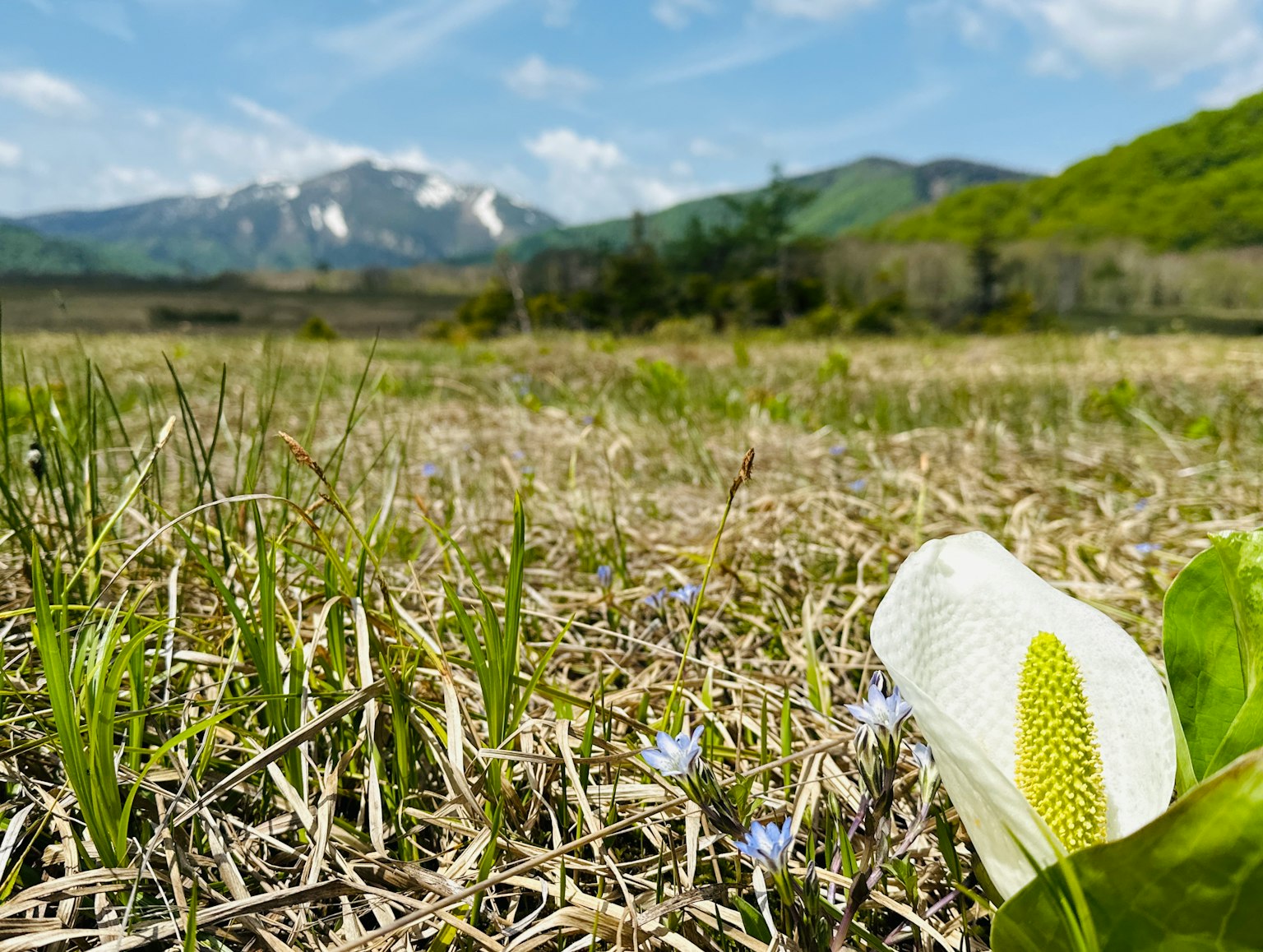 Fleur blanche fleurissant dans un champ herbeux avec des fleurs bleues et des montagnes en arrière-plan