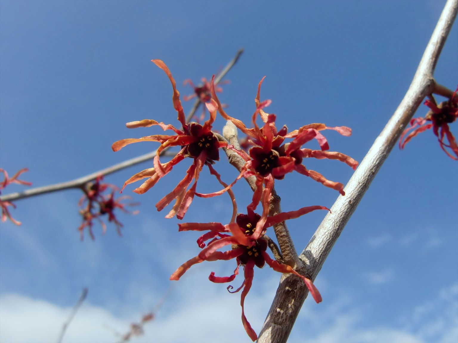 Witch hazel flowers with red petals blooming under blue sky