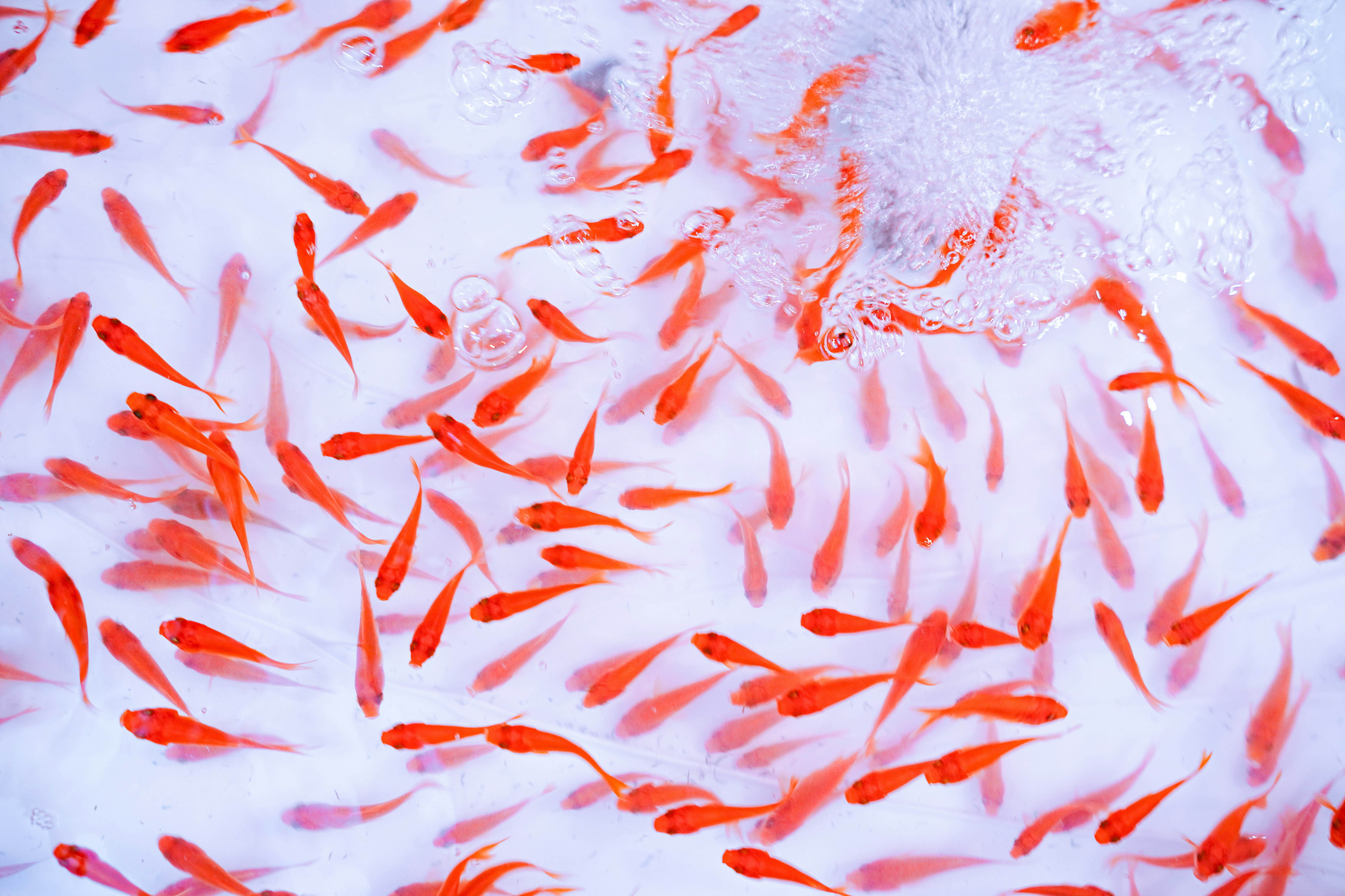 白色池塘裡游動的紅色金魚群