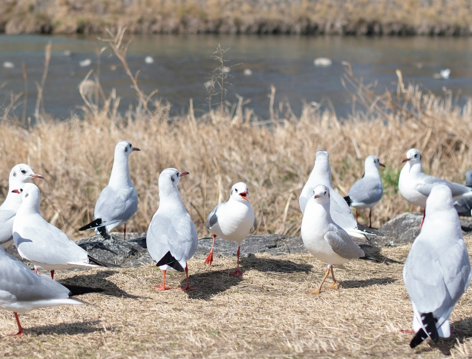 A group of white seagulls gathered near the water