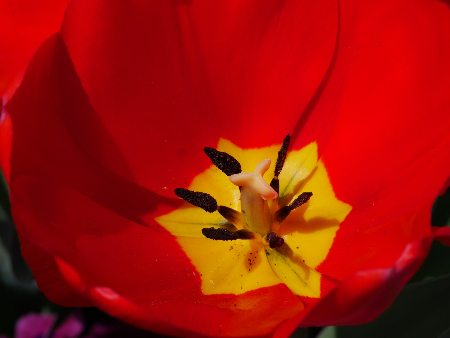 Primer plano de una vibrante flor de tulipán rojo con un centro amarillo y estambres negros