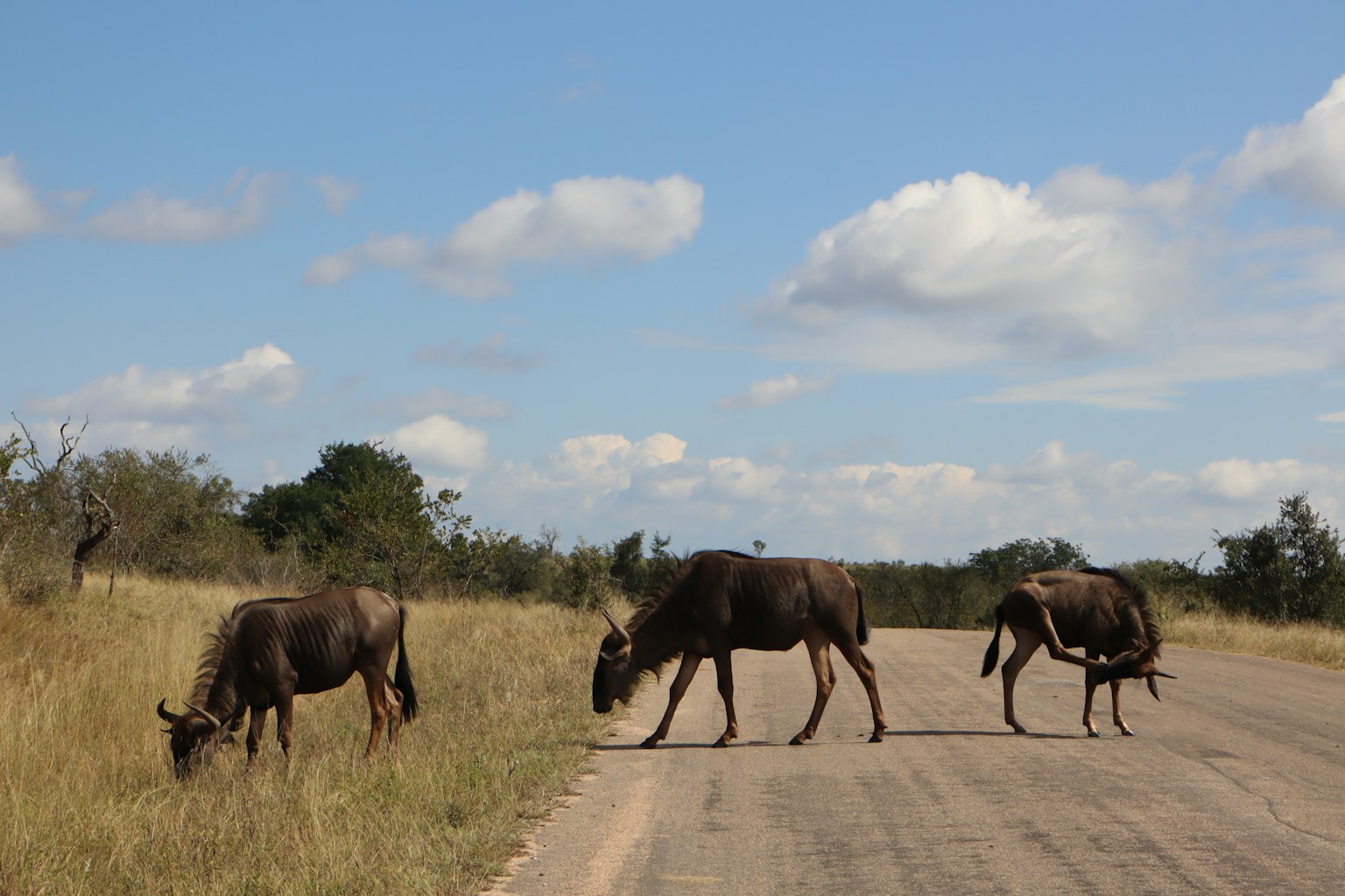 Eine Herde von Gnus, die neben einem Schotterweg unter einem blauen Himmel grast
