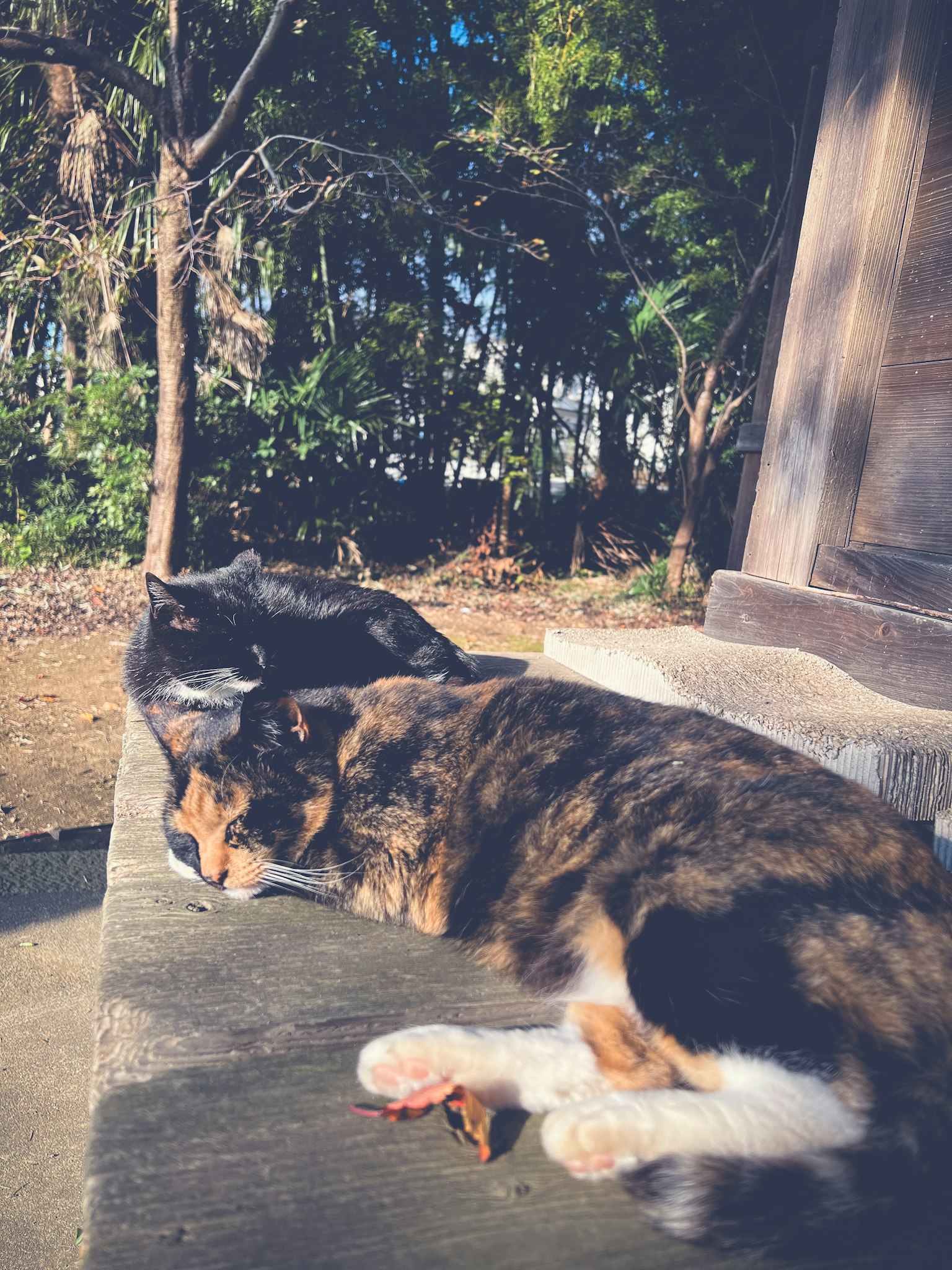 Two cats lounging in the sunlight on a stone ledge