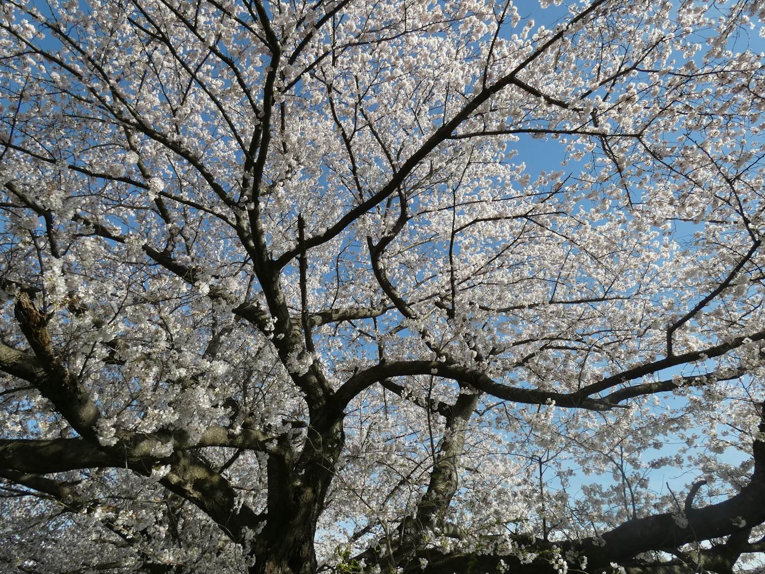 Cherry blossom tree with white flowers against a blue sky