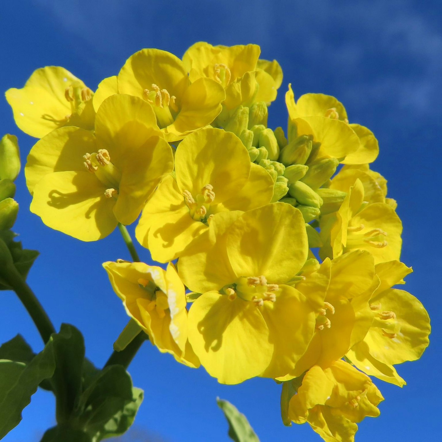 Close-up bunga kuning cerah di latar belakang langit biru