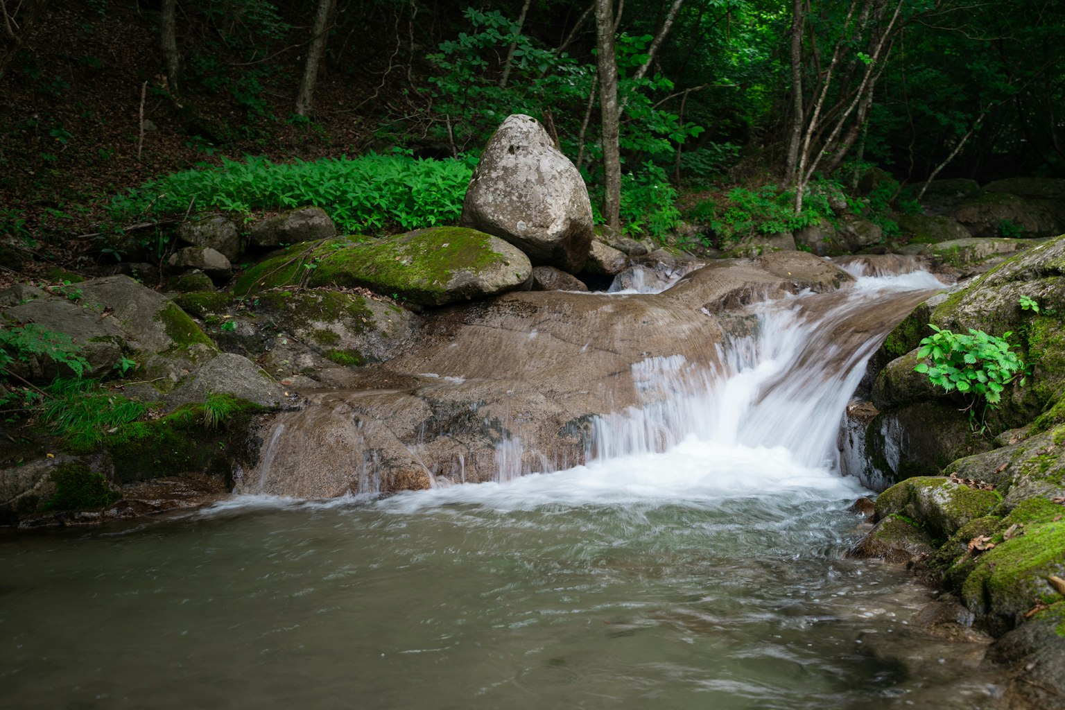Ruscello che scorre attraverso una foresta lussureggiante con rocce e sponde muschiose