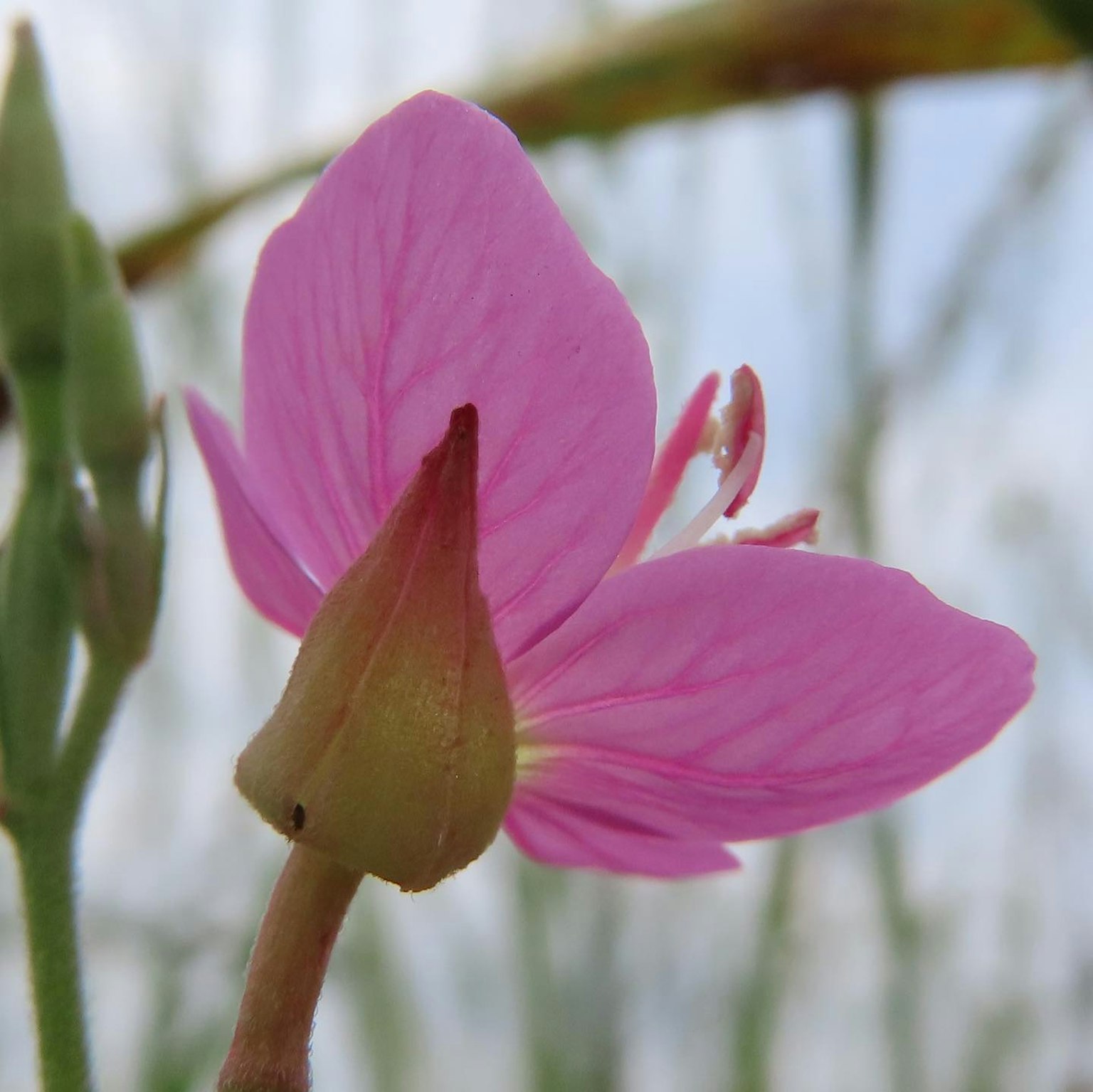 Gambar menunjukkan bagian belakang bunga pink yang cerah dengan batang dan daun hijau di latar belakang