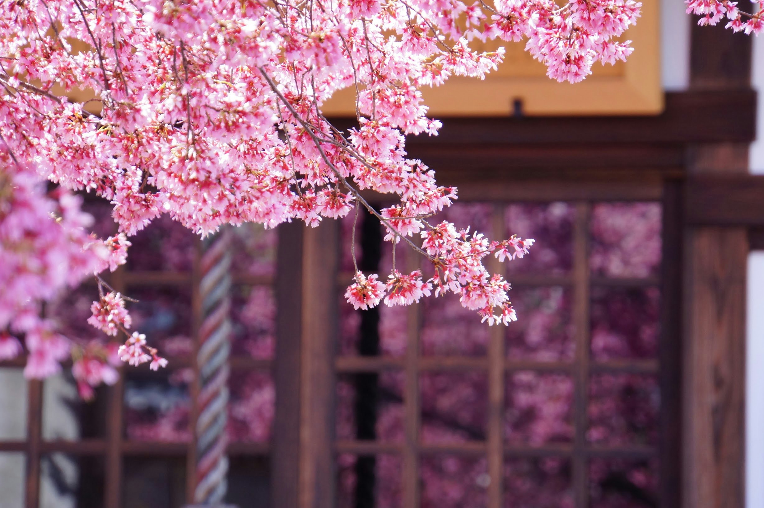 桃色の桜の枝と和風の門のある庭先