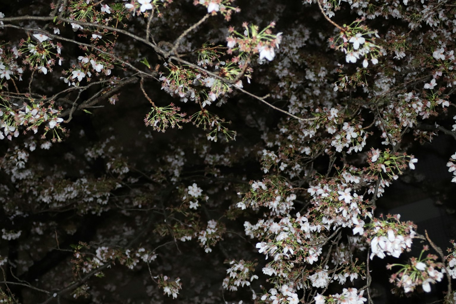 夜晚白色櫻花樹枝的特寫