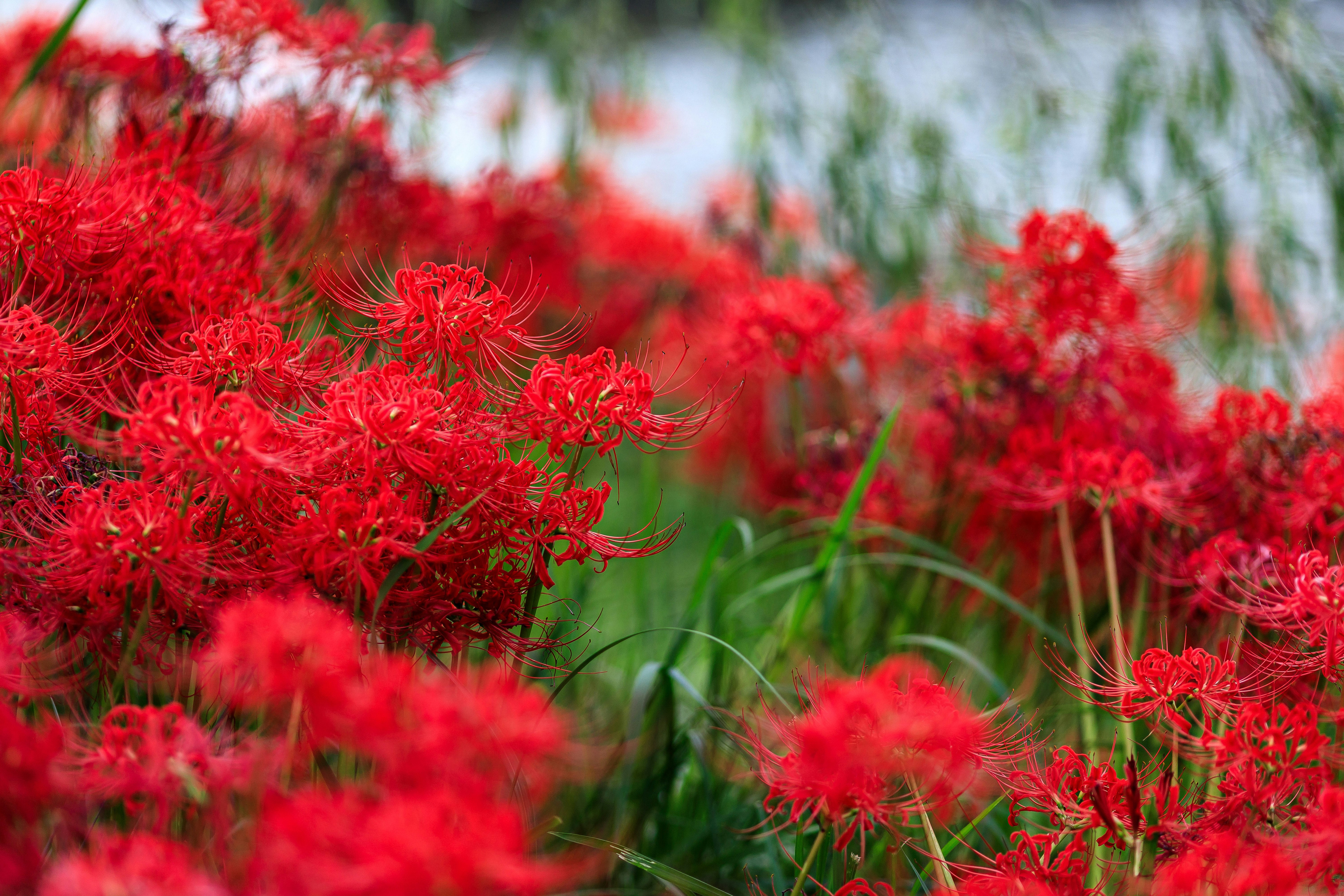 彼岸花（曼珠沙華）が群生する赤い花畑の風景
