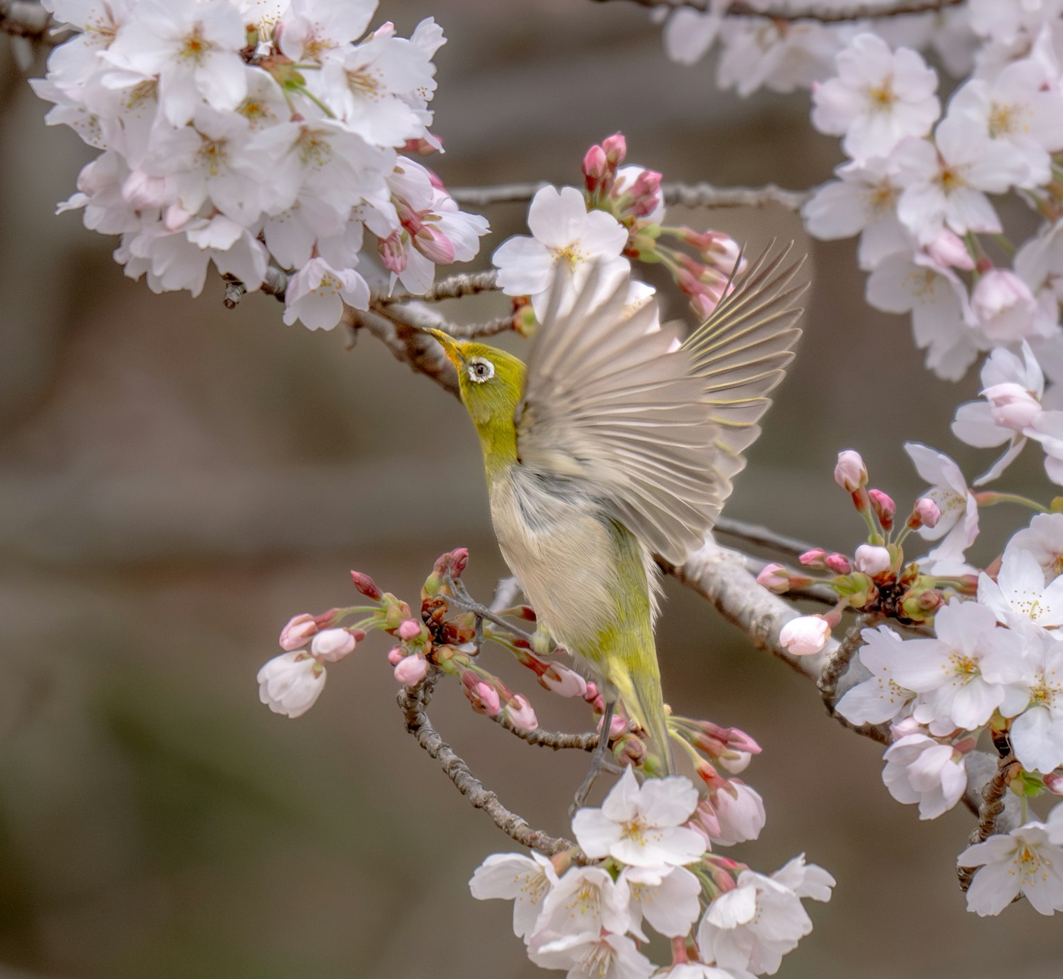 A small bird gracefully flapping its wings among cherry blossoms